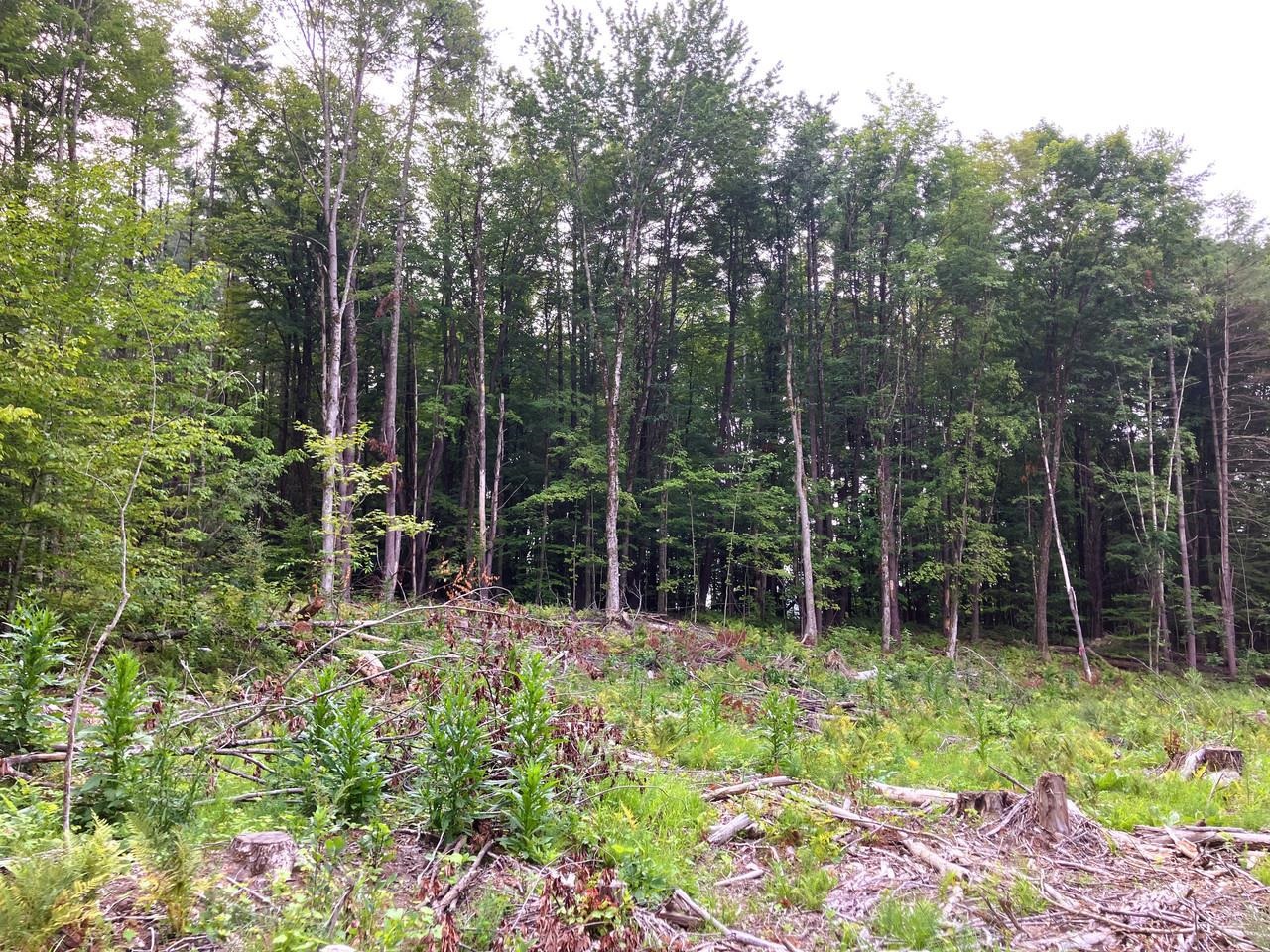 Bordered by hardwoods