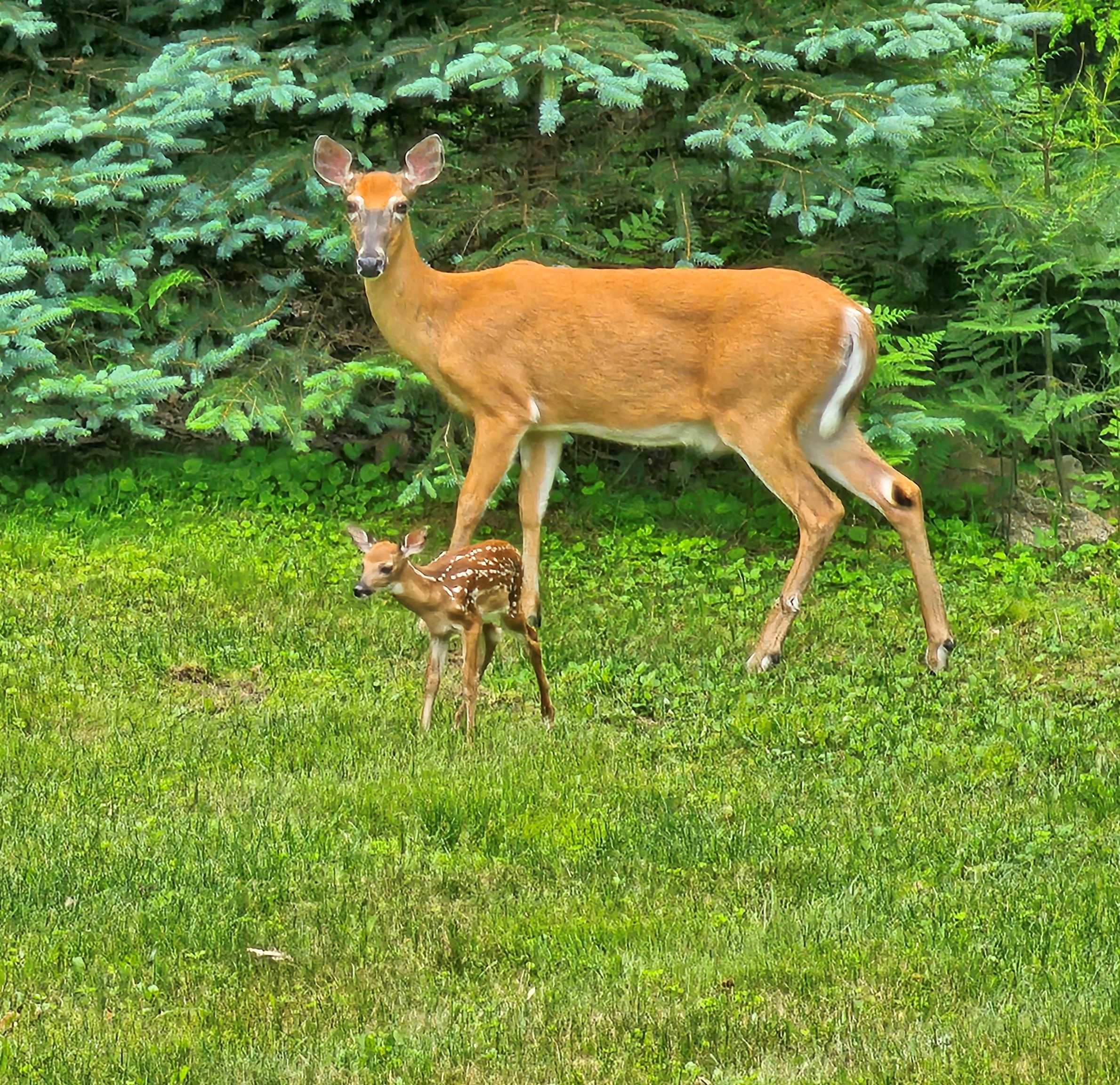 496 Loudon Rd, Pittsfield, NH 03263