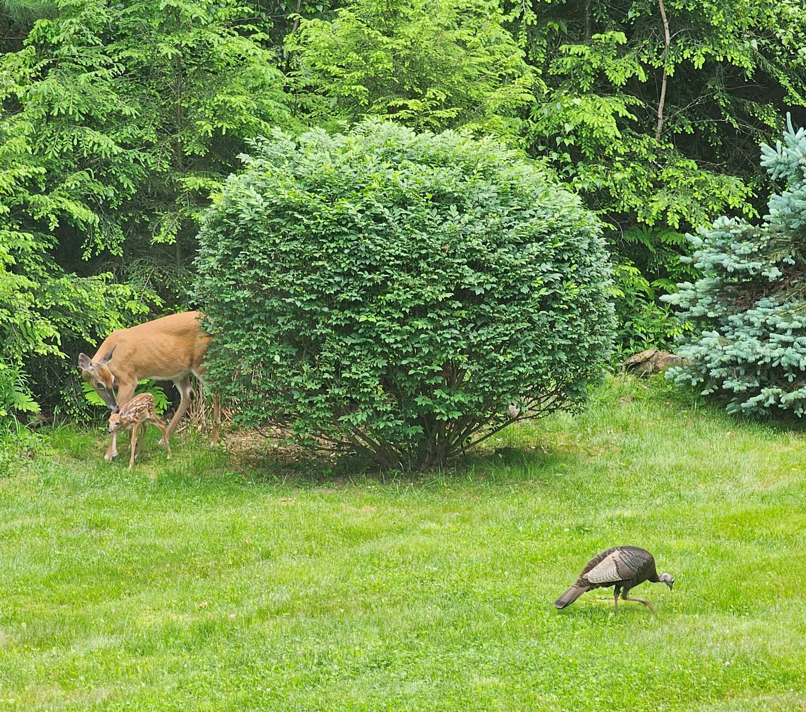 496 Loudon Rd, Pittsfield, NH 03263