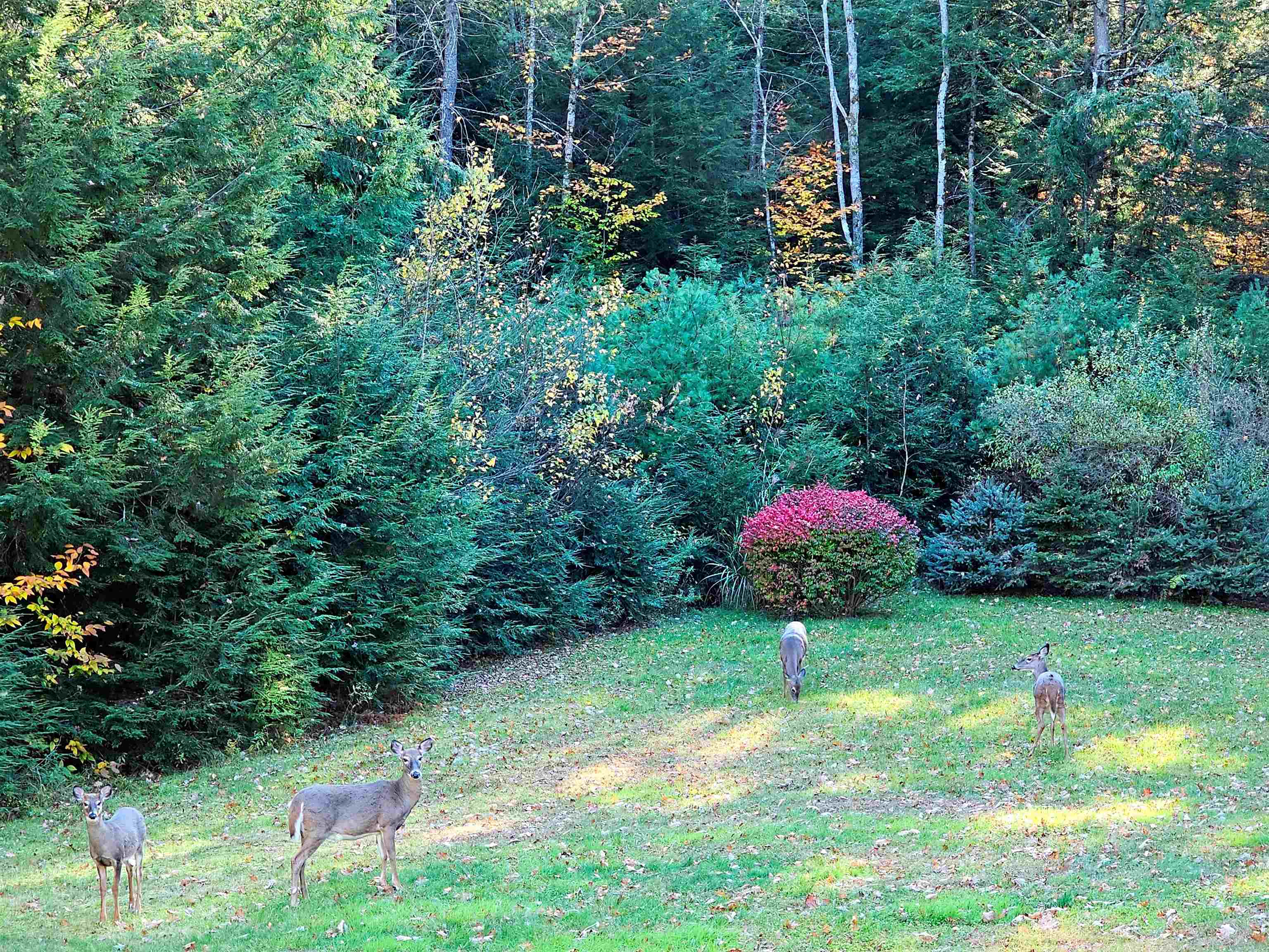 496 Loudon Rd, Pittsfield, NH 03263