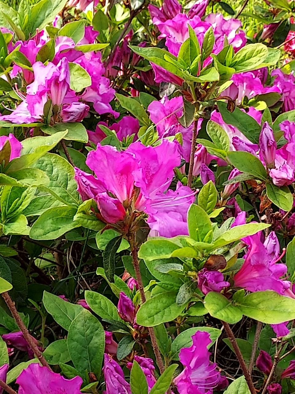 6 Marilyn Dr, Belmont, NH 03220