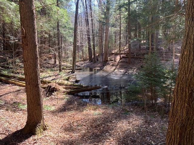 serene springtime vernal pond