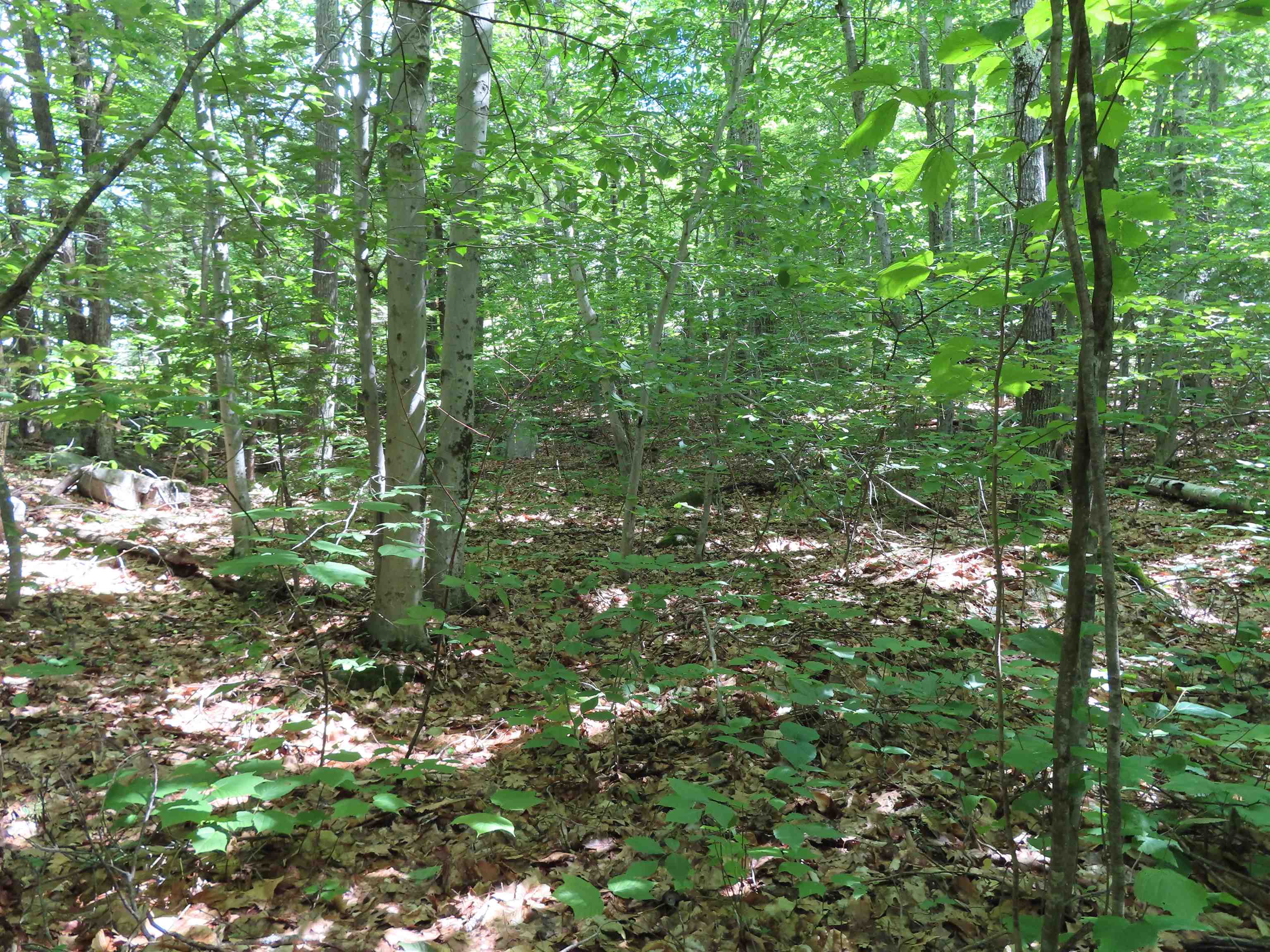Northern lot looking towards road