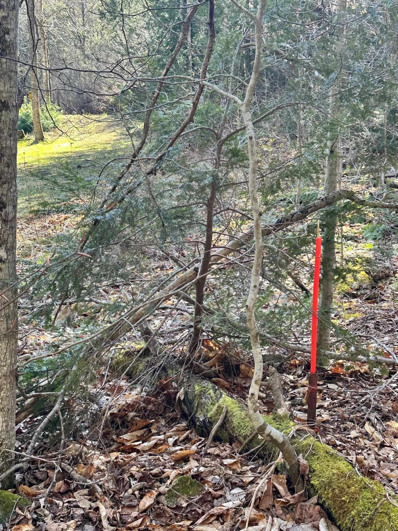 Left side boundary stake