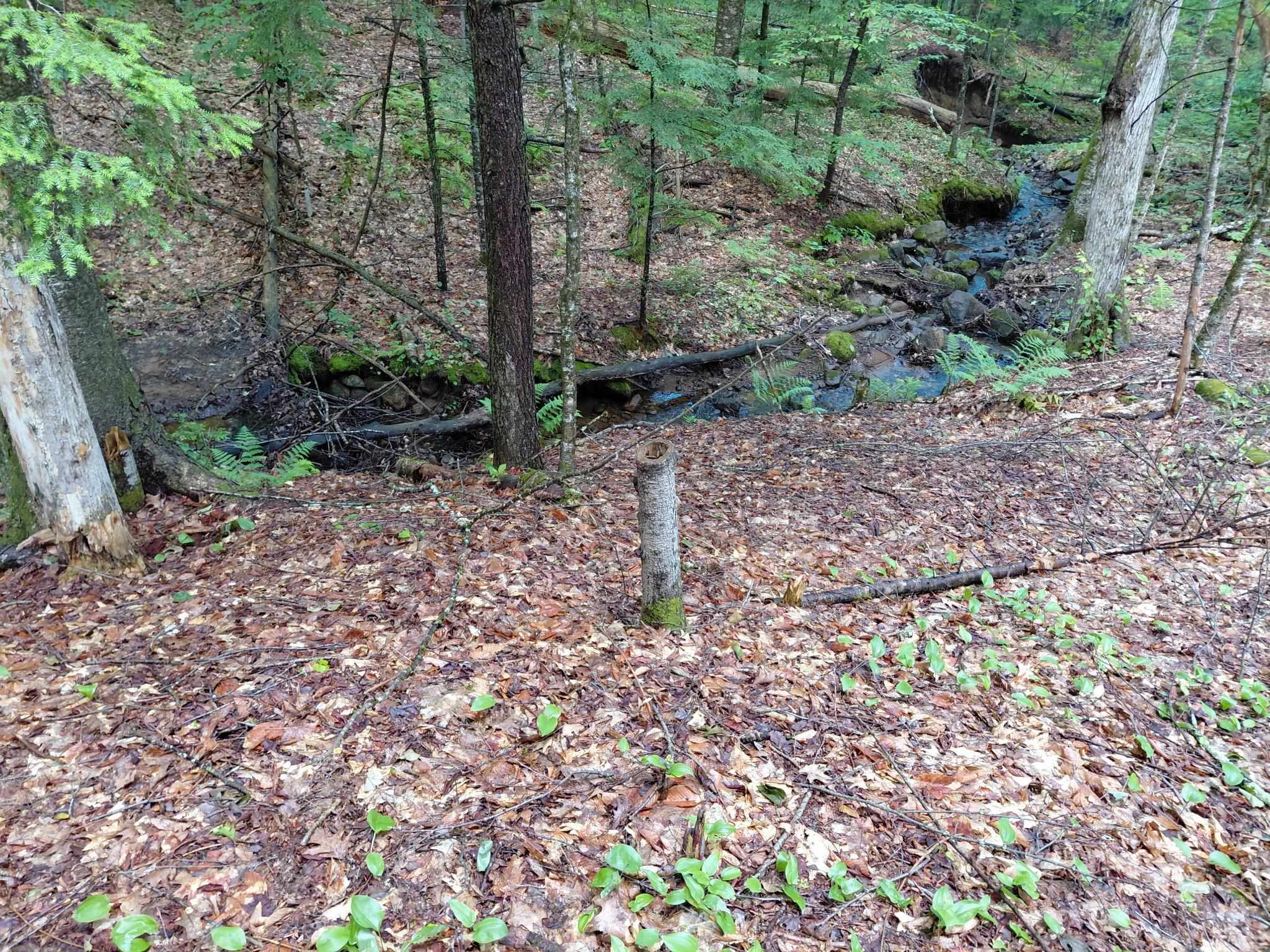 Mitchell Road, Thornton, NH photo 4