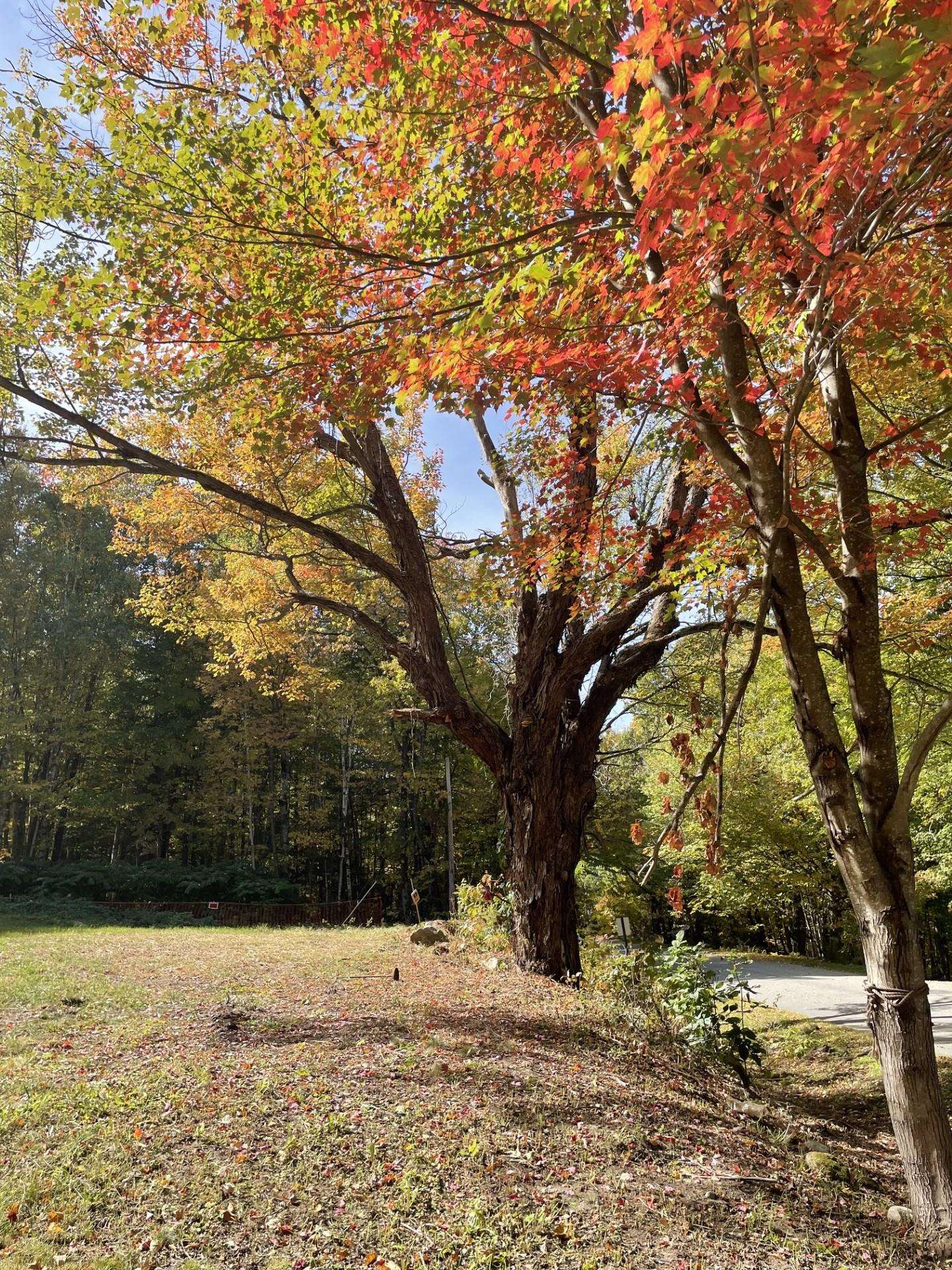 327 South Rd, Bethlehem, NH 03574