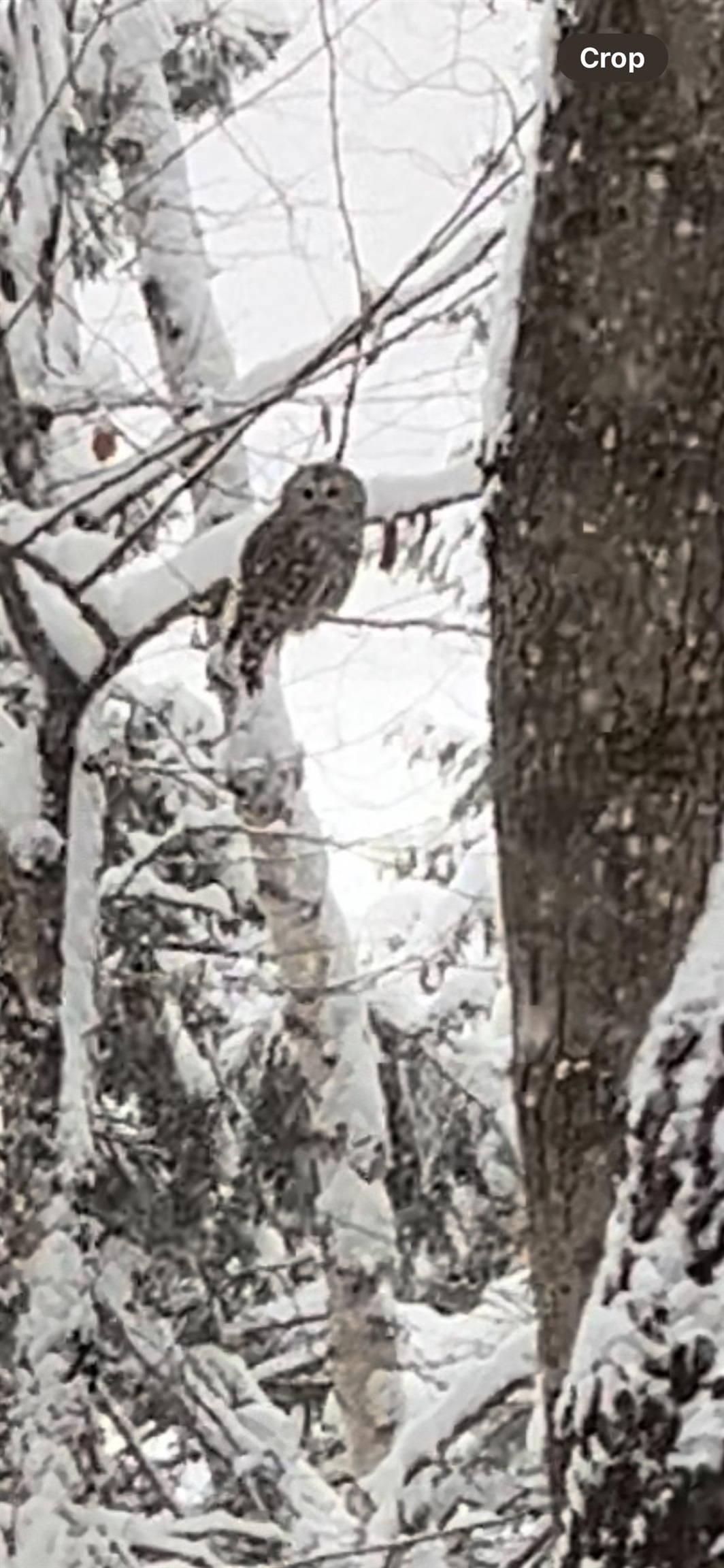 15 Sunset Walk, Enfield, NH 03748