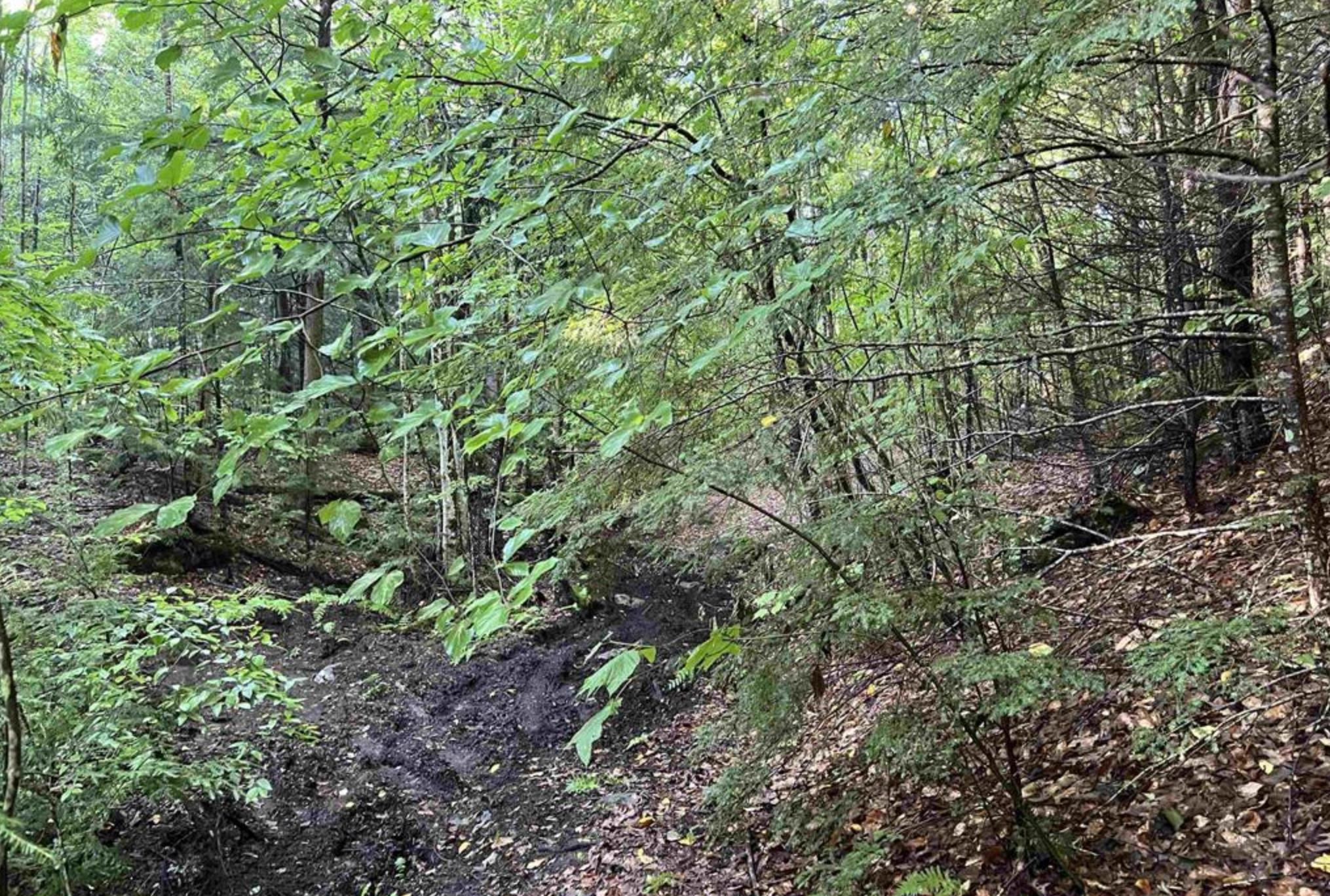 Left Side of Lot at Pond Brook