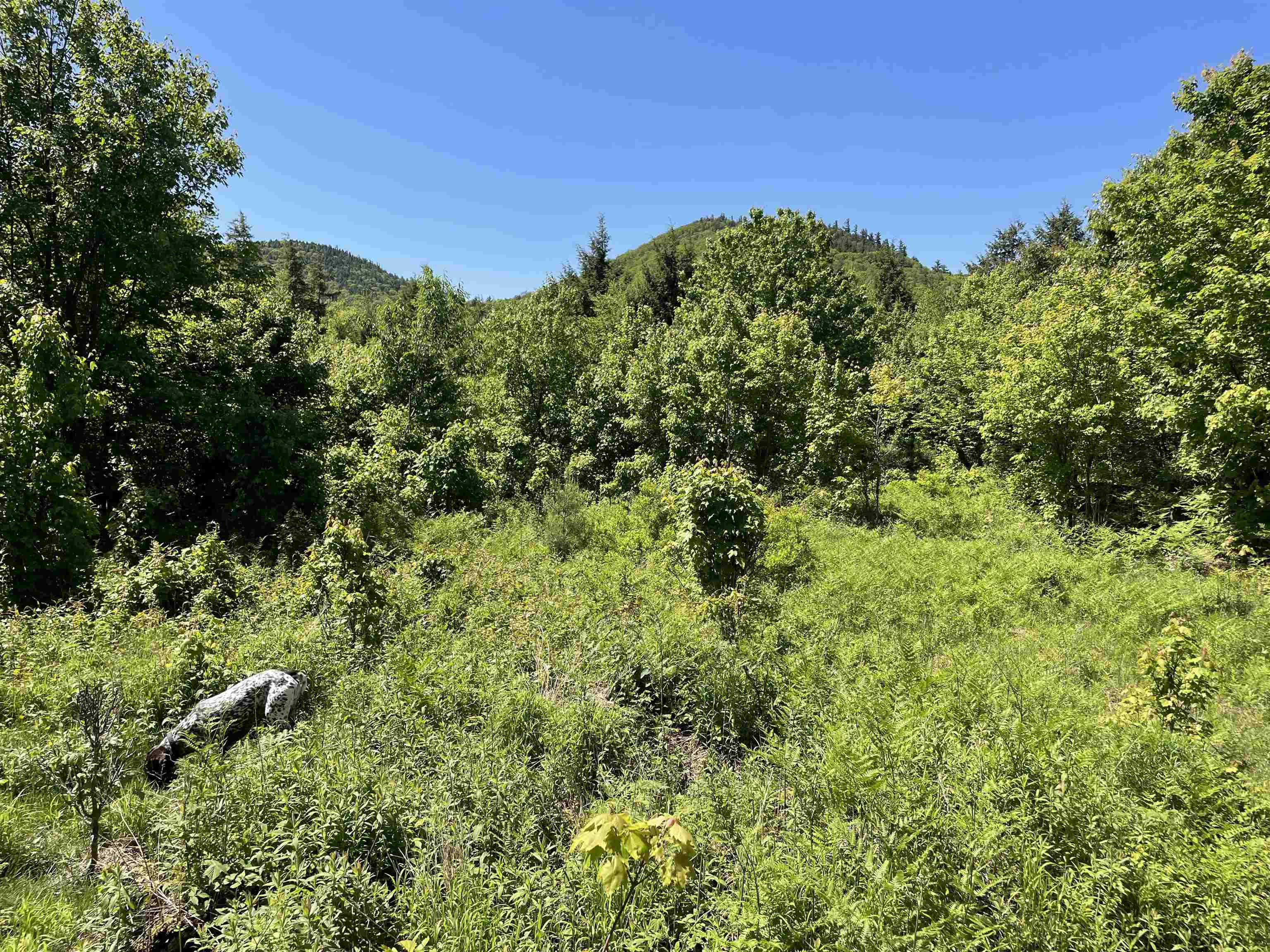 0 Alder Plains Rd, Bradford, NH 03221