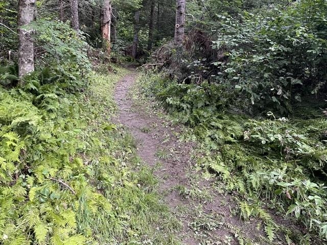 Walking trails along the brook
