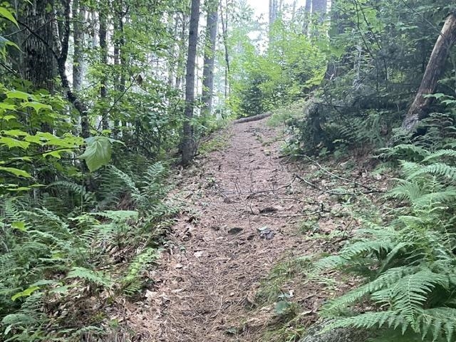 Walking Trail along the brook
