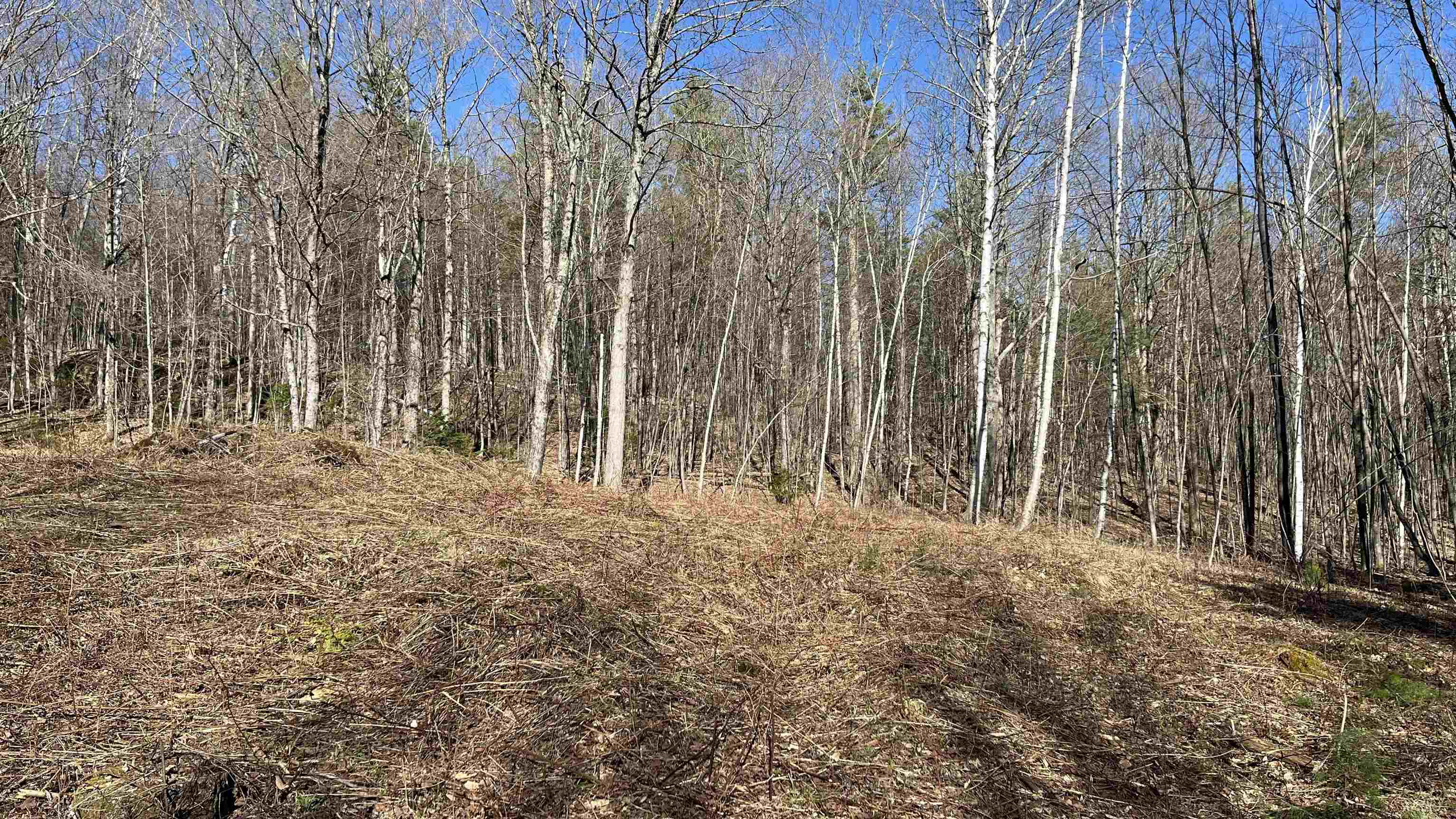 Trees are Cut and Stumps Removed