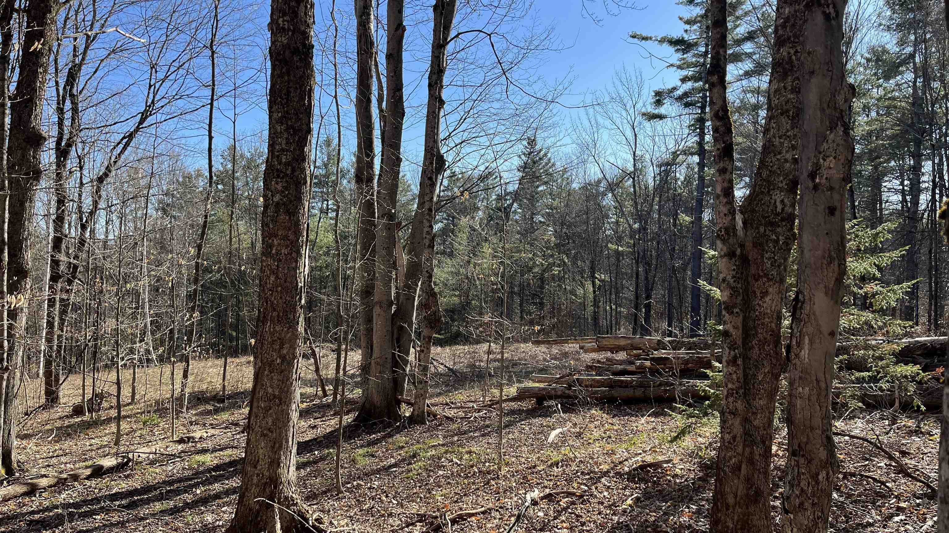 Looking Over to the House Site from the Woods