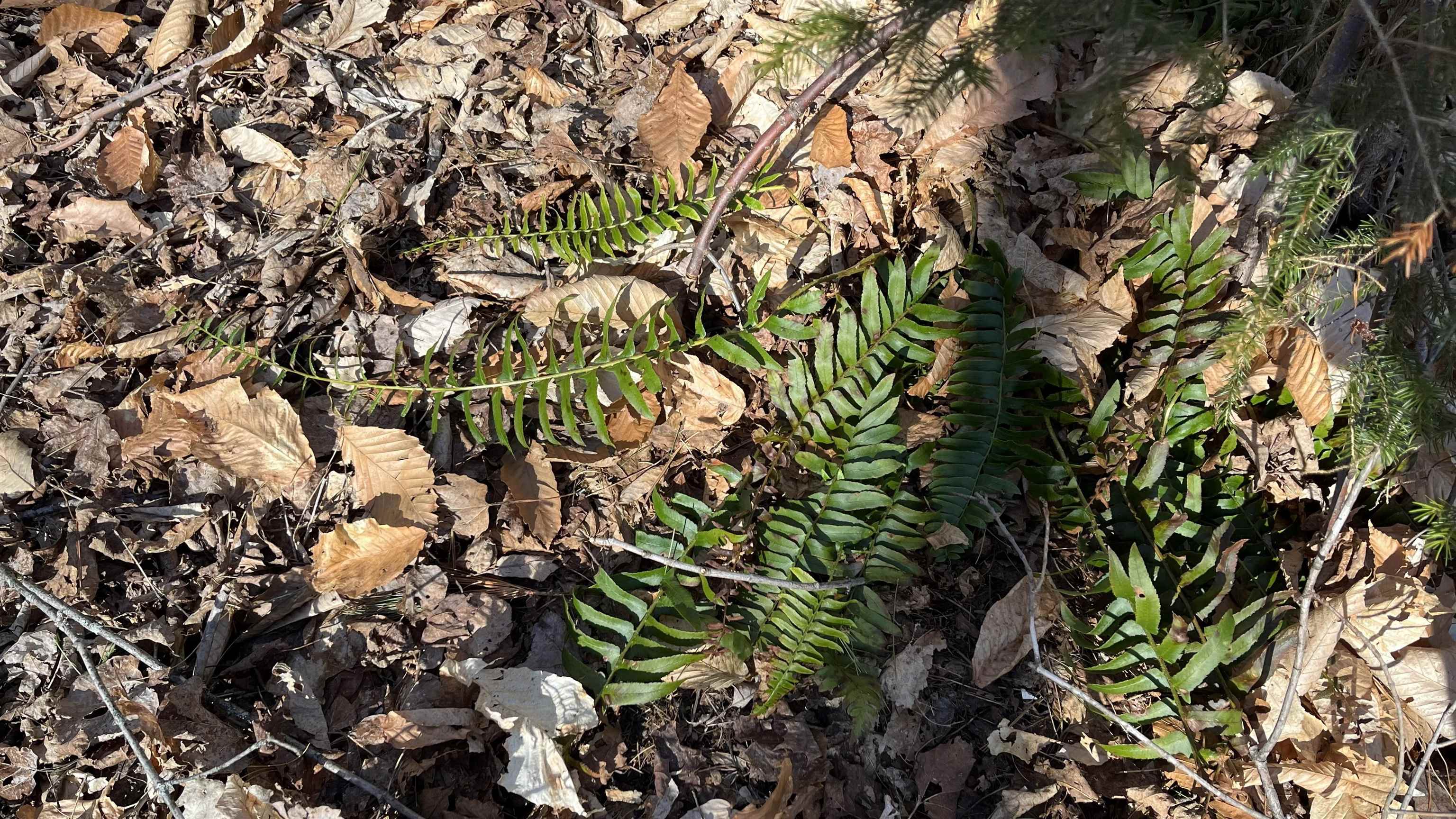 Vermont Native Fern Ready for Spring