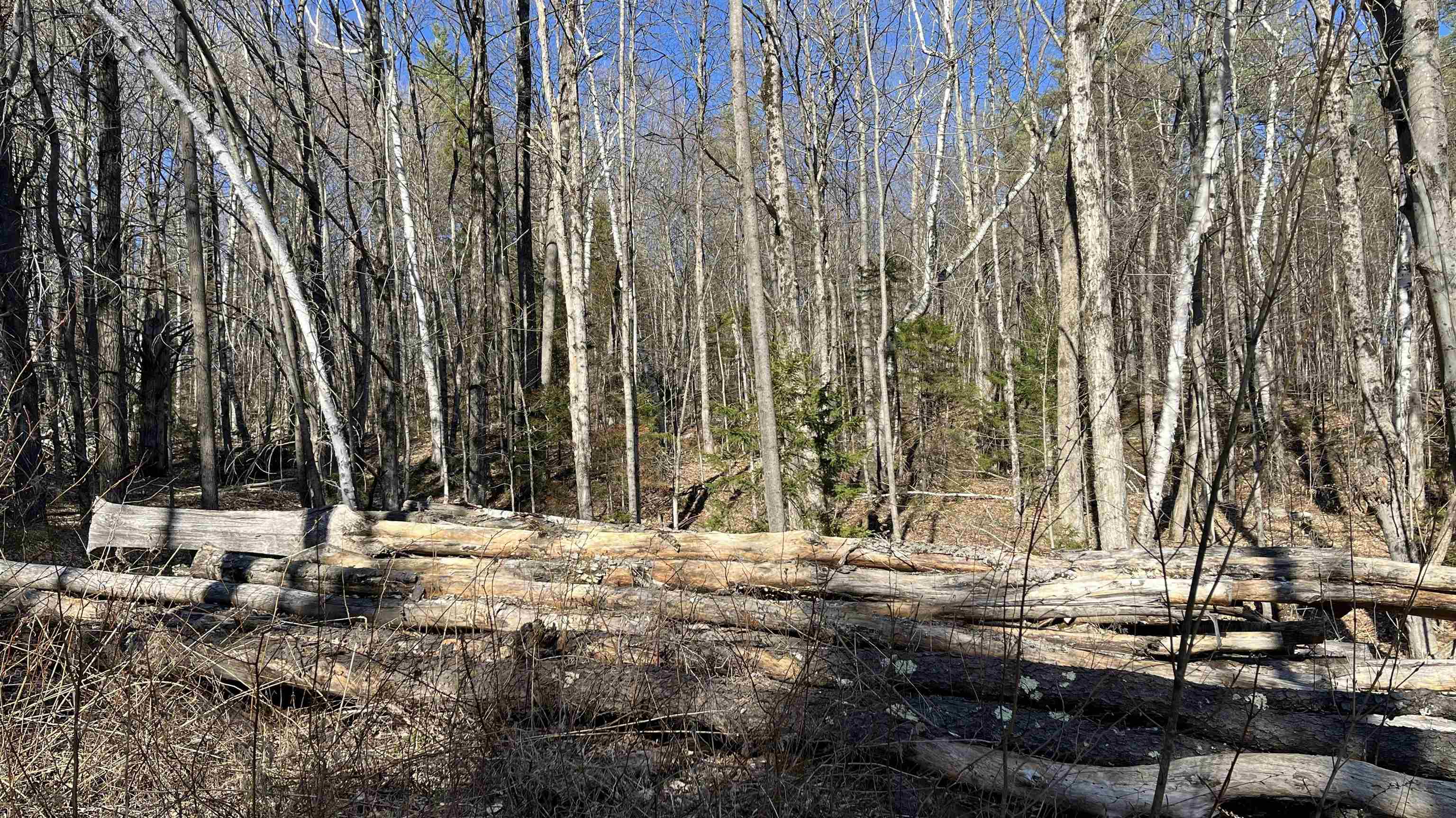 Woods Behind Logs and Cleared Area