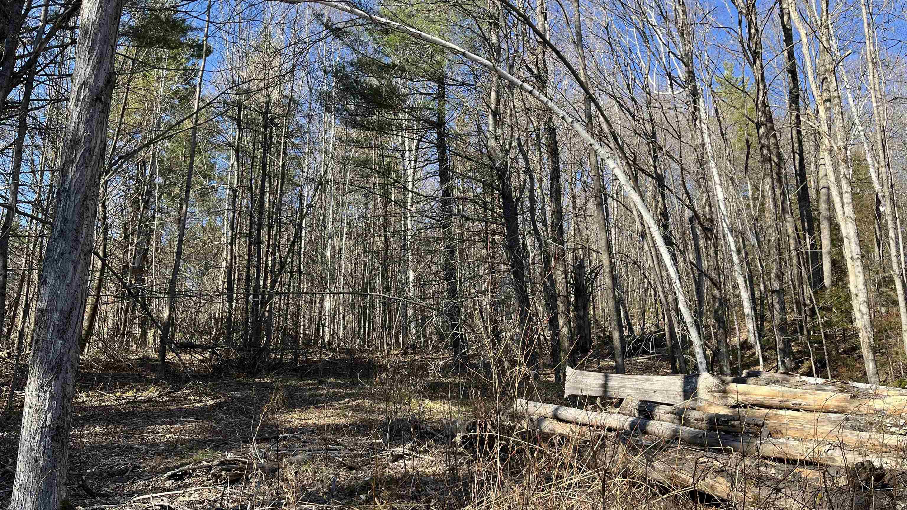 Head Into the Woods to Explore