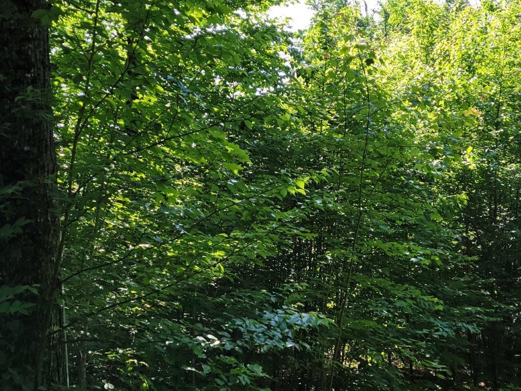 Bethlehem NH&nbsp;Land for sale $$185,000 | 4.37 Acres  | Price Per Acre $0 