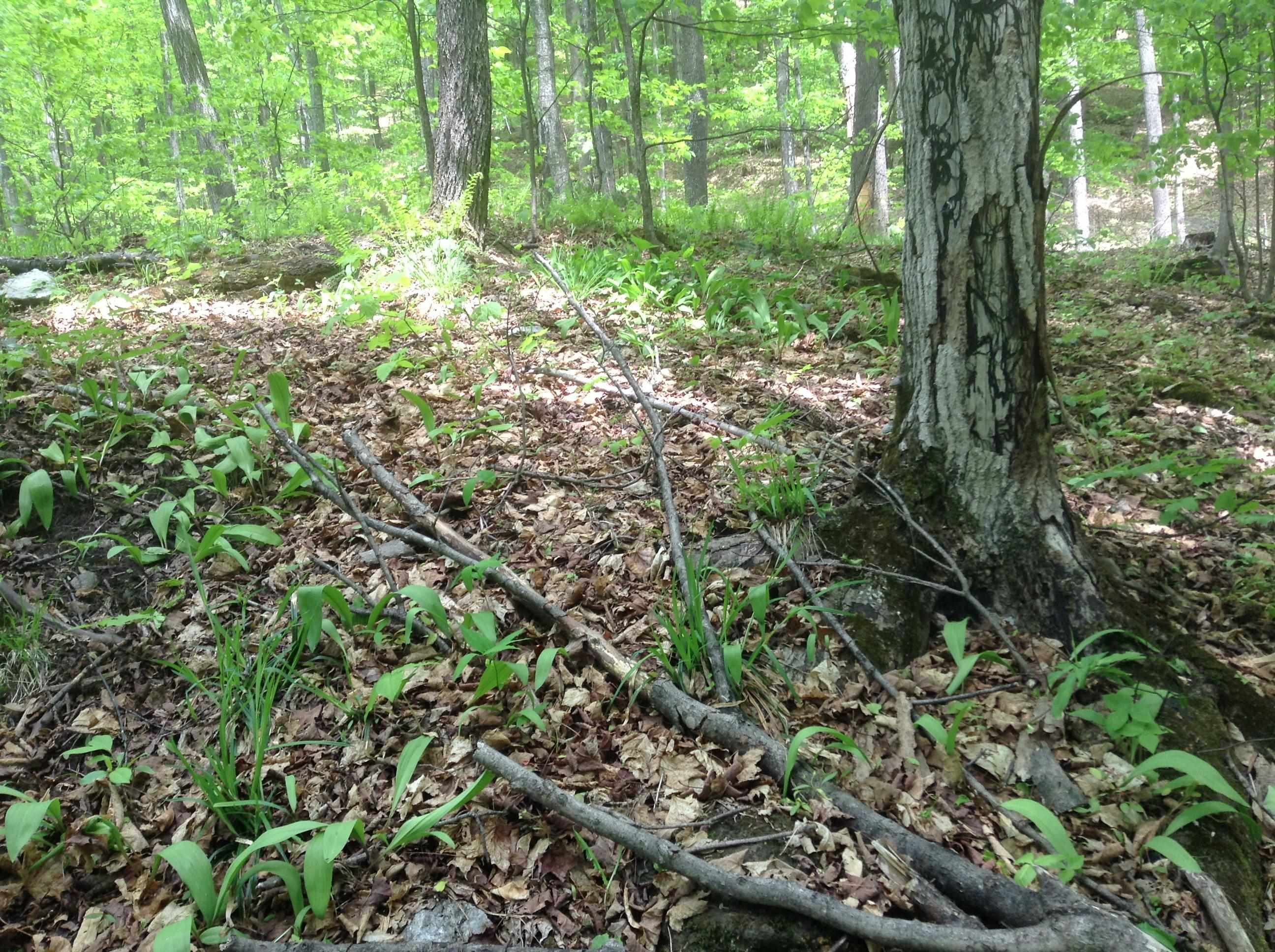Corinth VT&nbsp;Land for sale $299,000 | 120 Acres  | Price Per Acre $0 