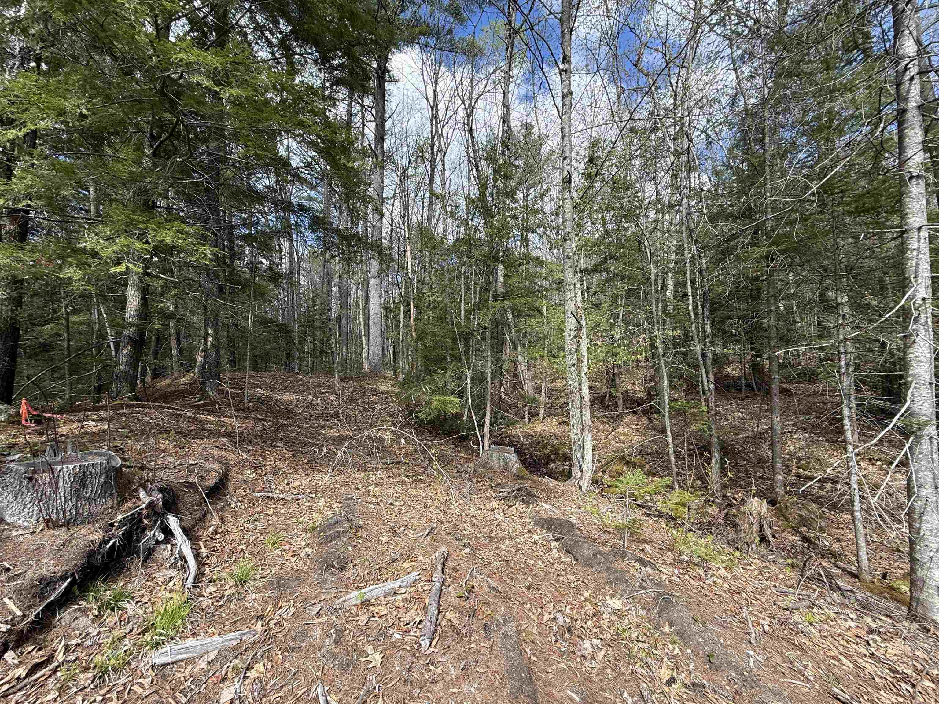 Beautiful Woods 25216945
