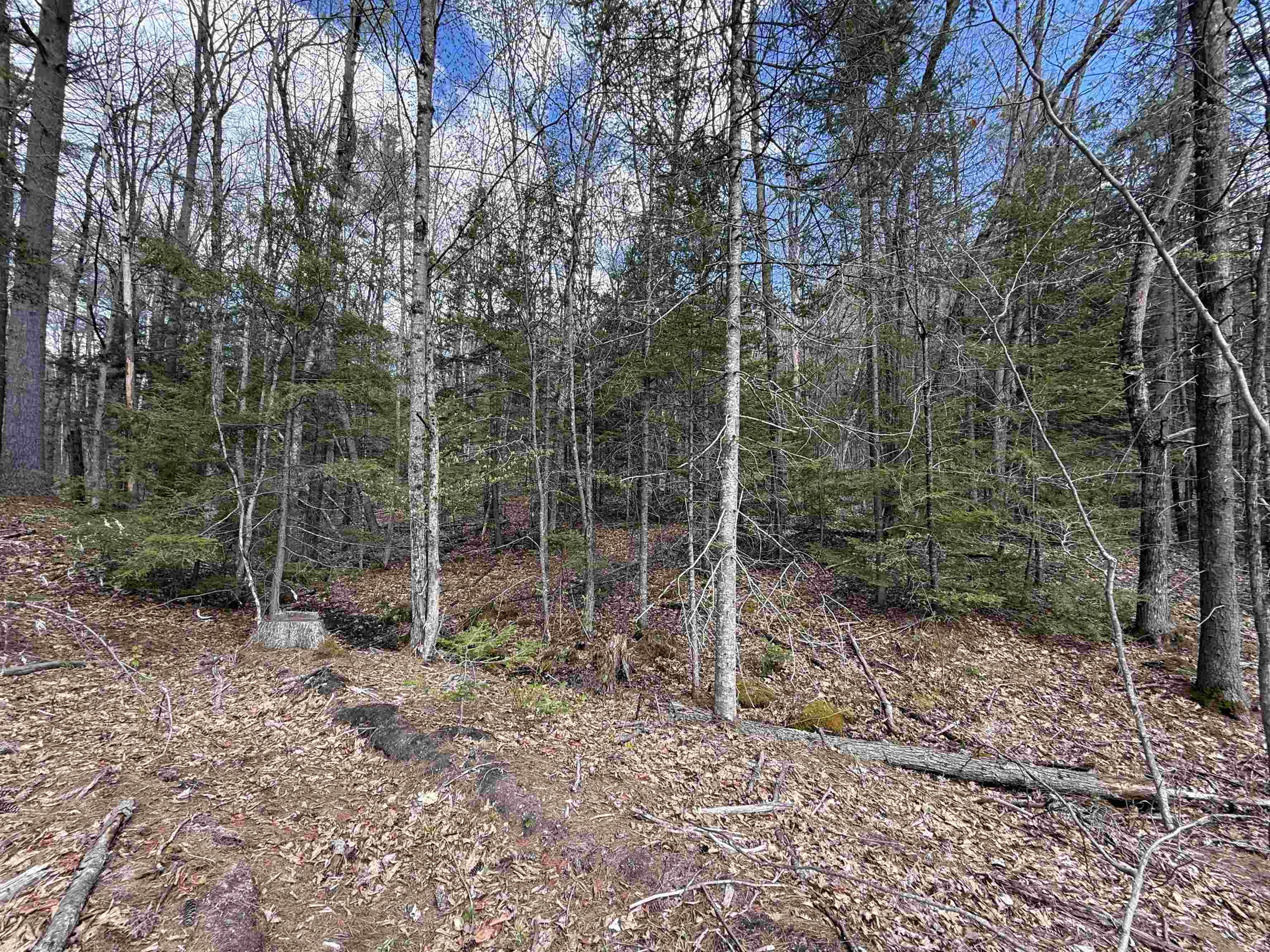 Mature Forest 25216951