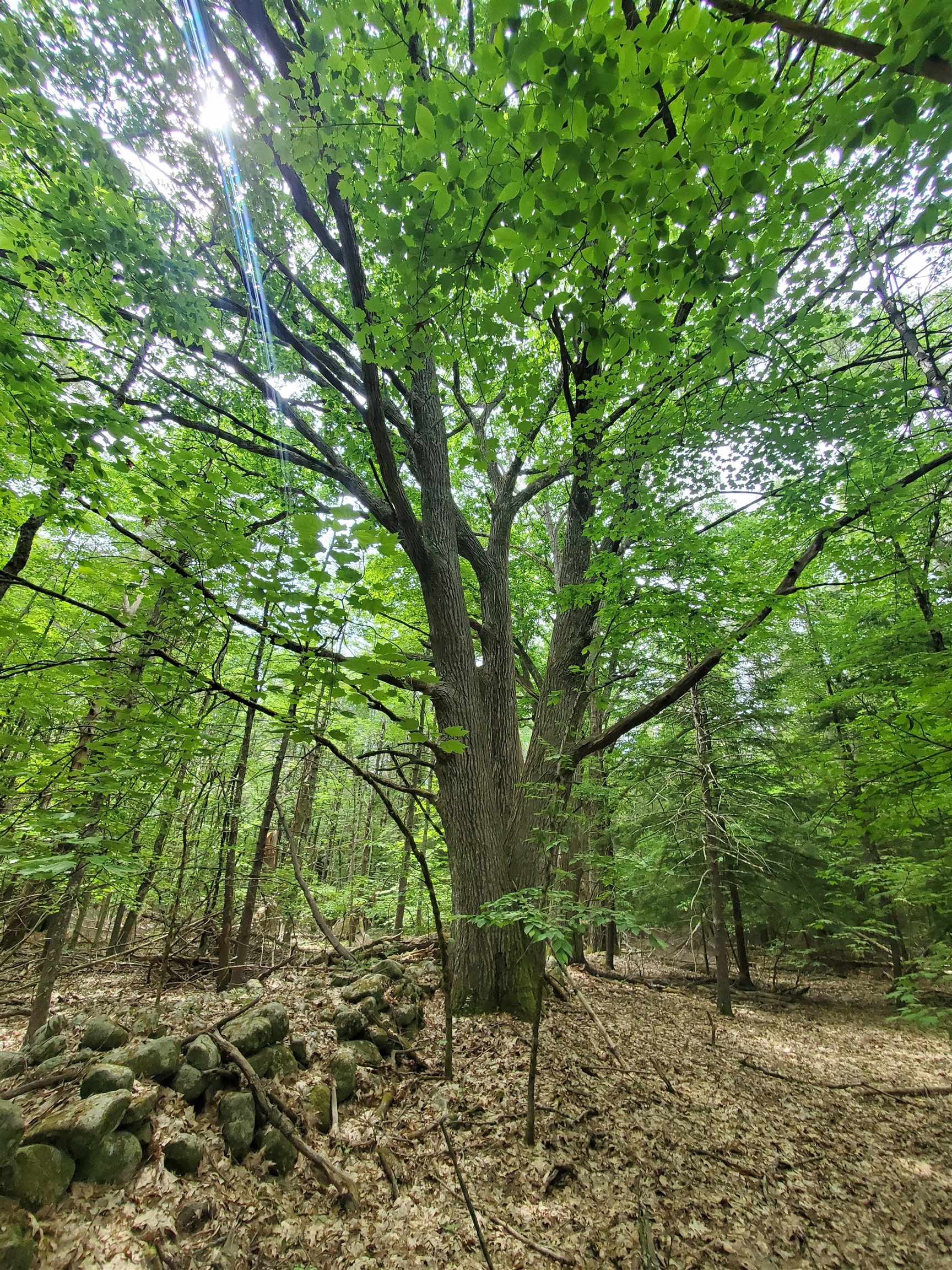 Swanzey NH&nbsp;Land for sale $$49,000 | 13.1 Acres  | Price Per Acre $0 