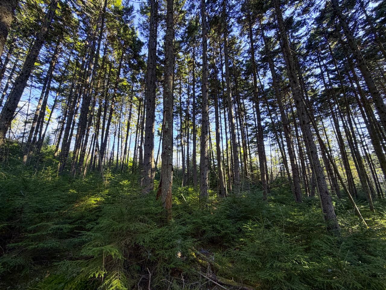 Pine Forest Canopy