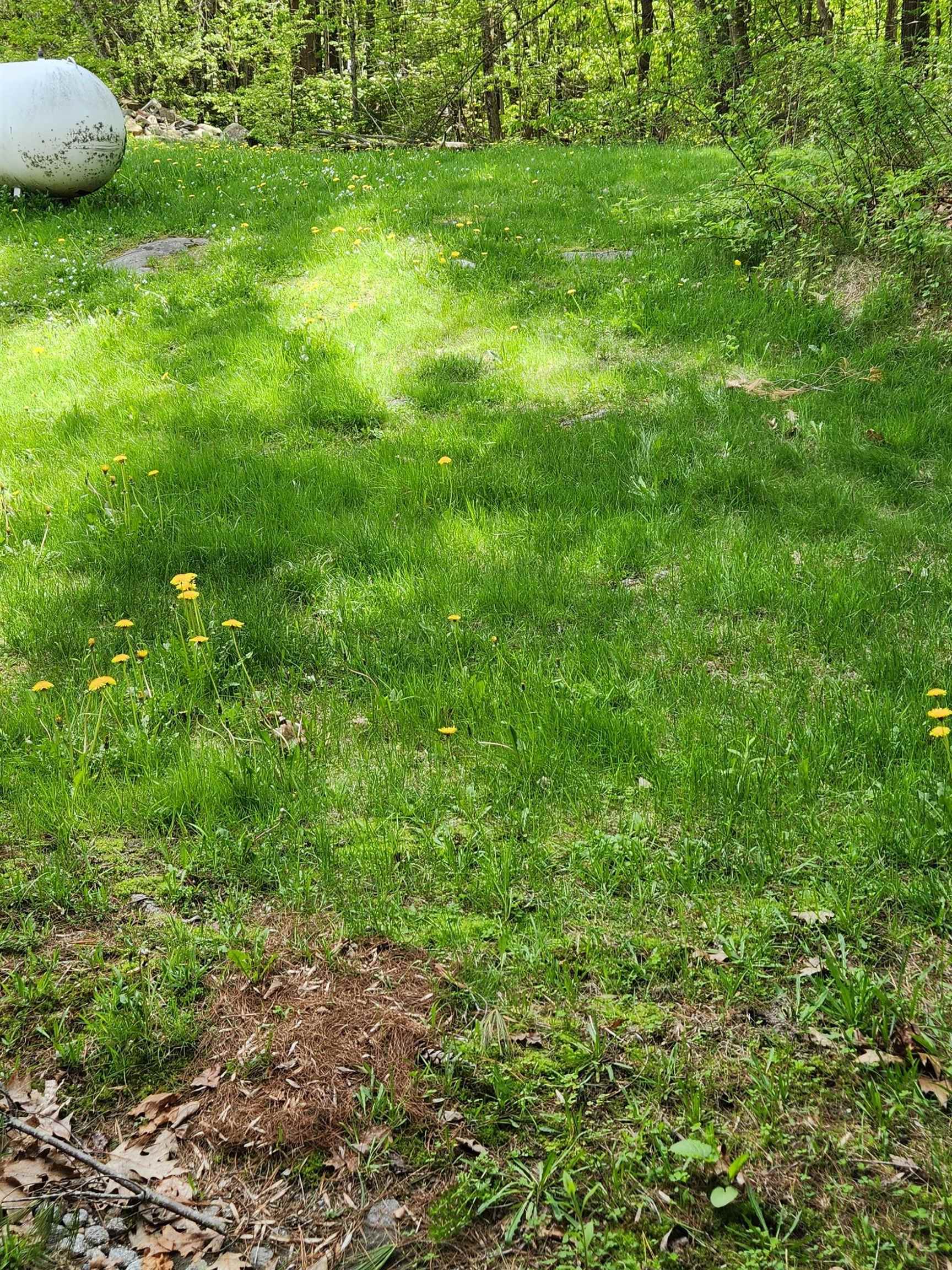Backyard 25238211