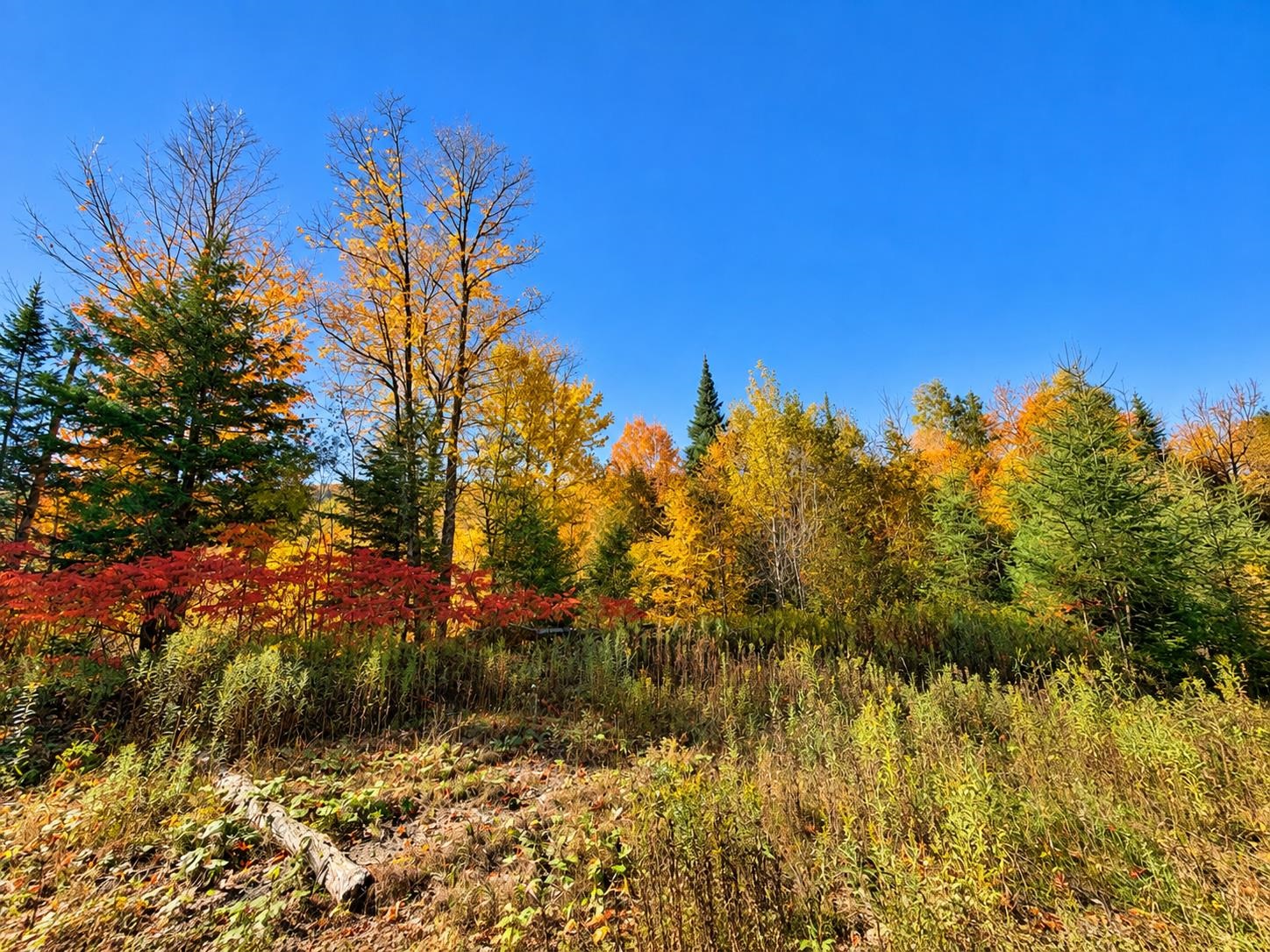 Photo 2 of Land for sale at 00 Lost Nation Rd, East Haven, VT 05837 | MLS# 5089091 | Listing updated on 2026-10-05