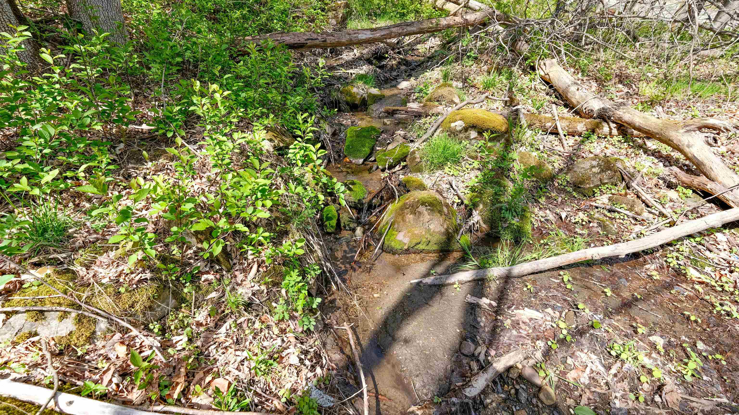 Seasonal stream/spring