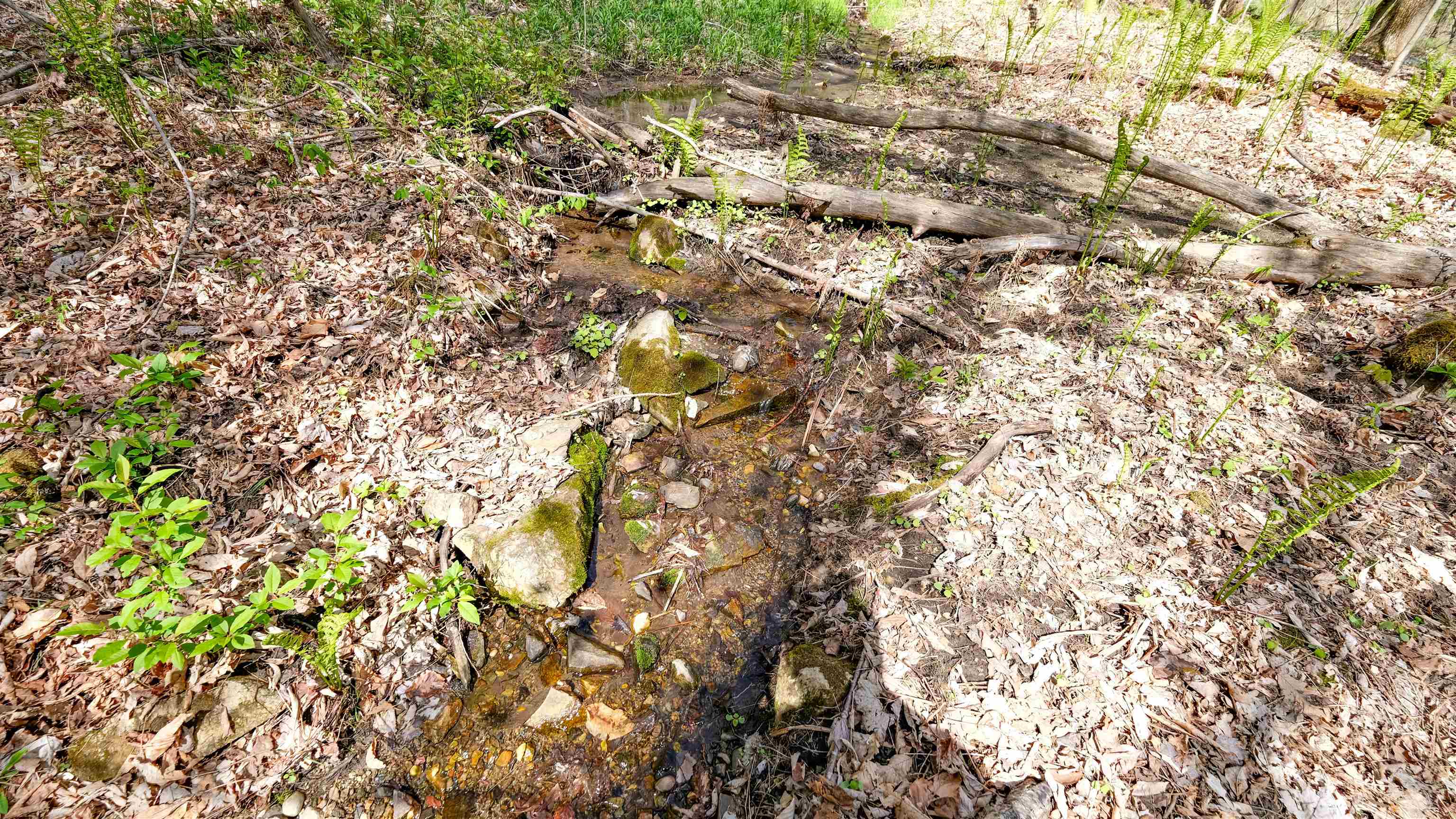 Lower part of the seasonal stream/spring