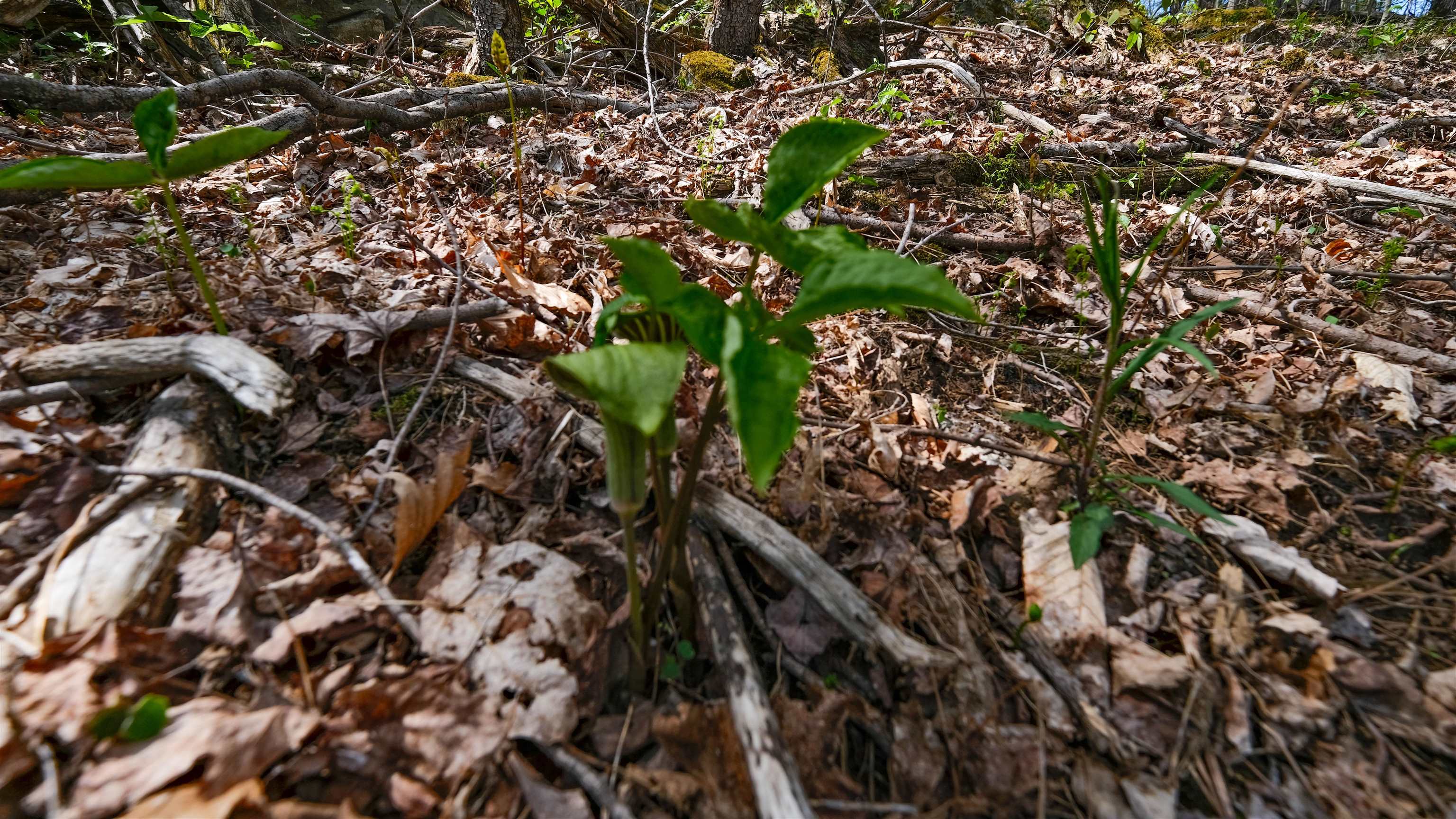 Jack in the pulpits