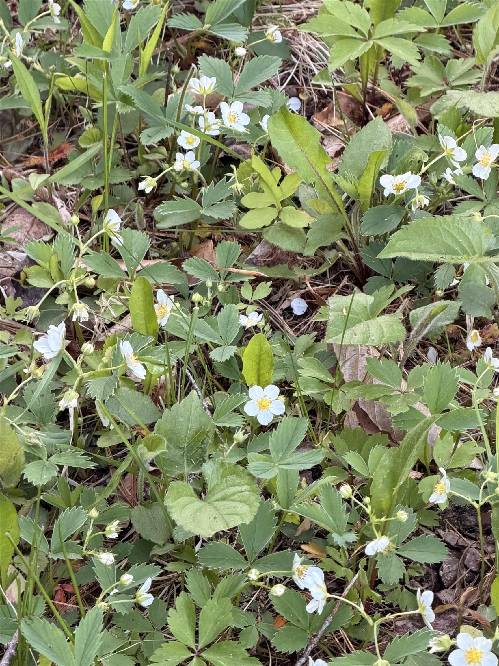 Property photo 29