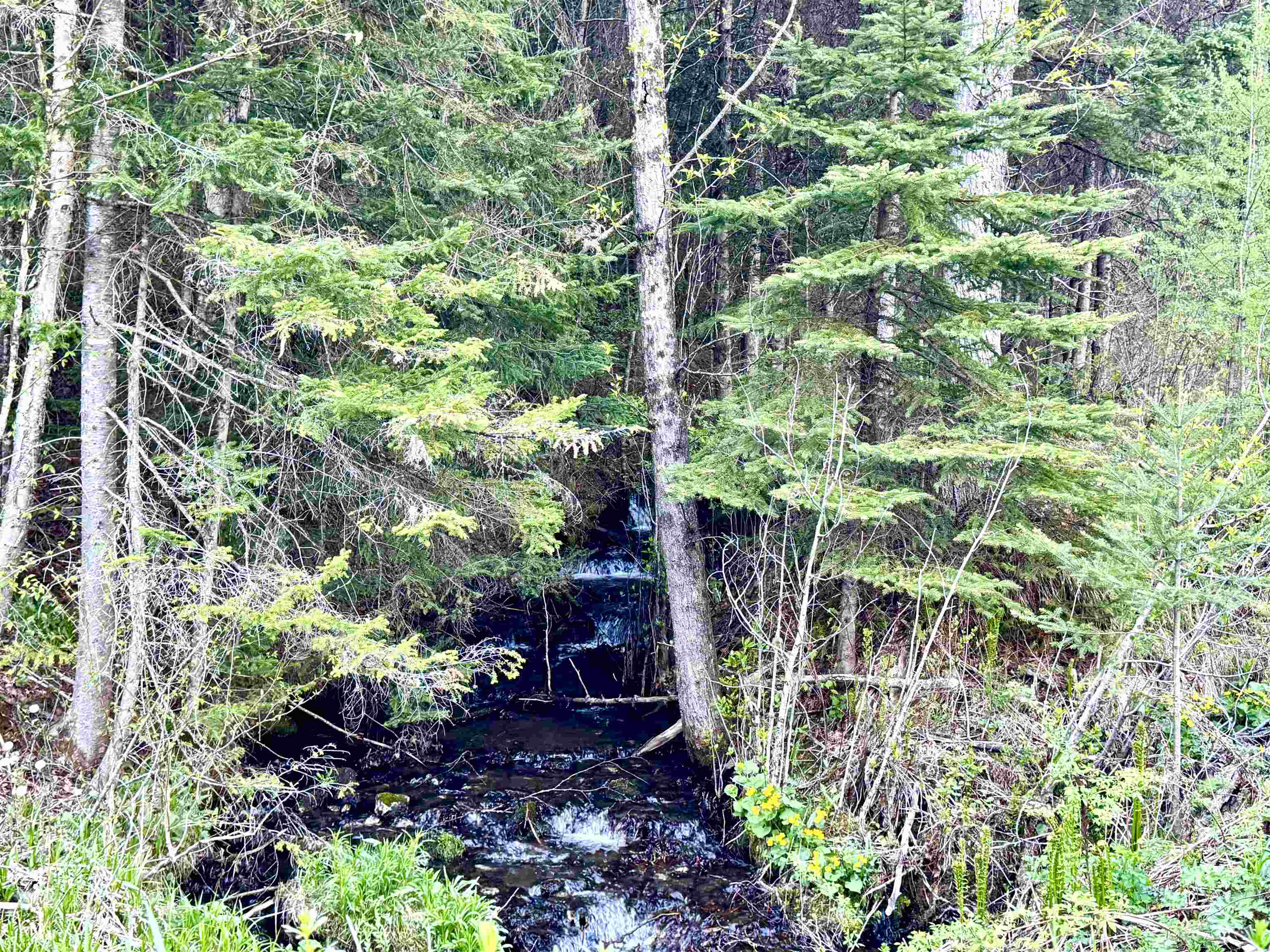 Lot 8 Gulch Brook Rd, Stewartstown, NH 03576