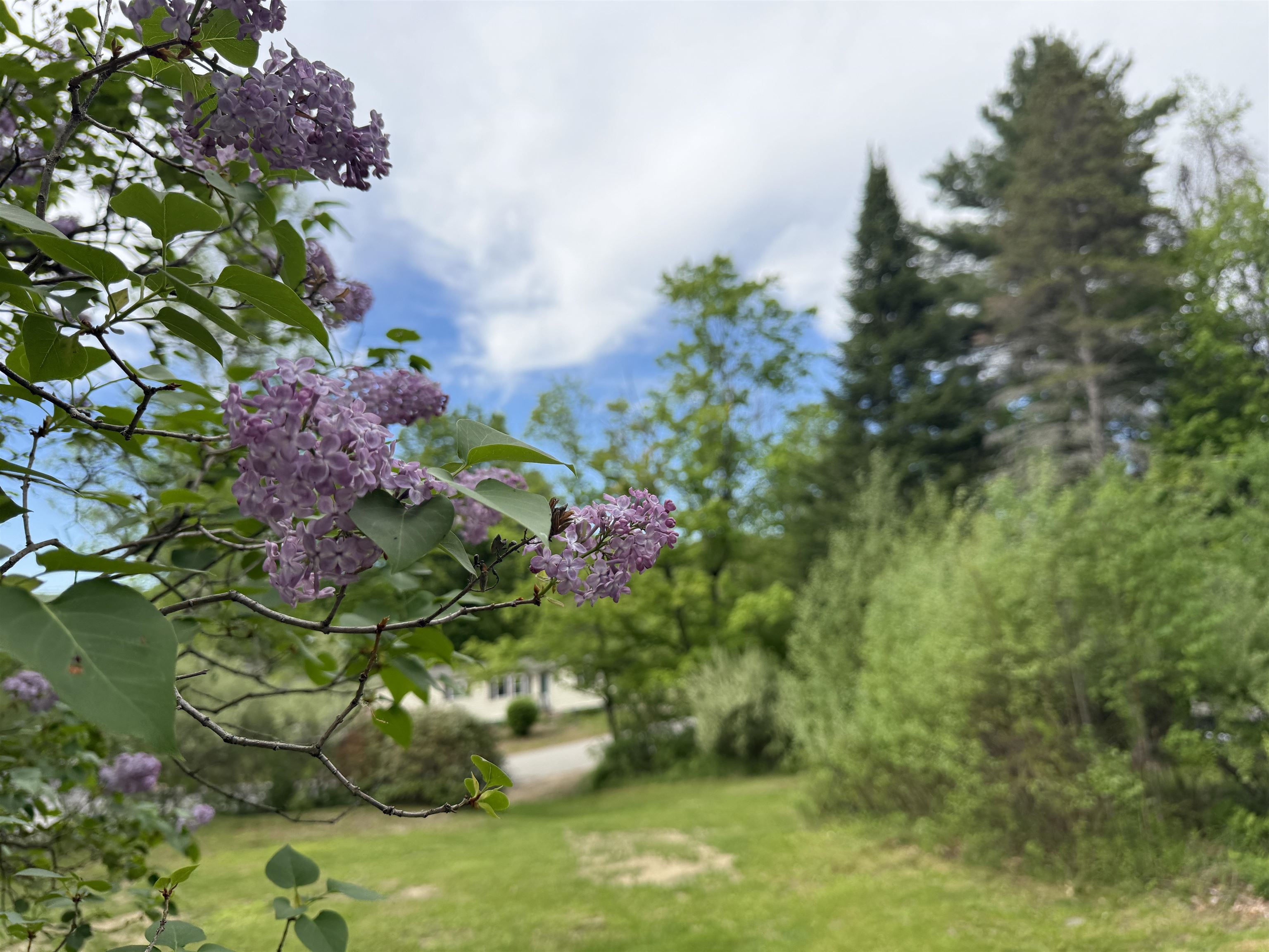 Lilacs! 25346082