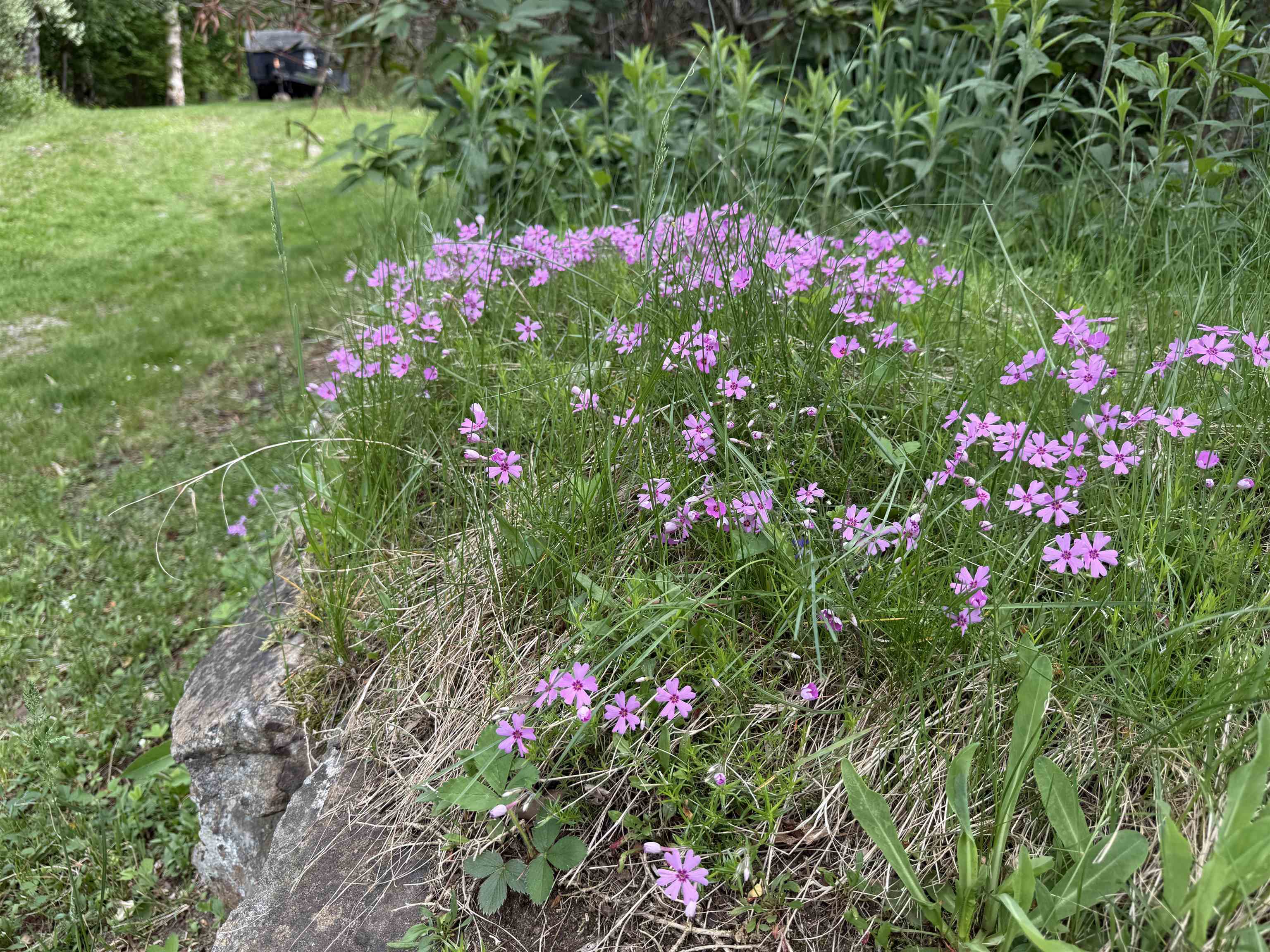 Mature Ground Phlox 25346094