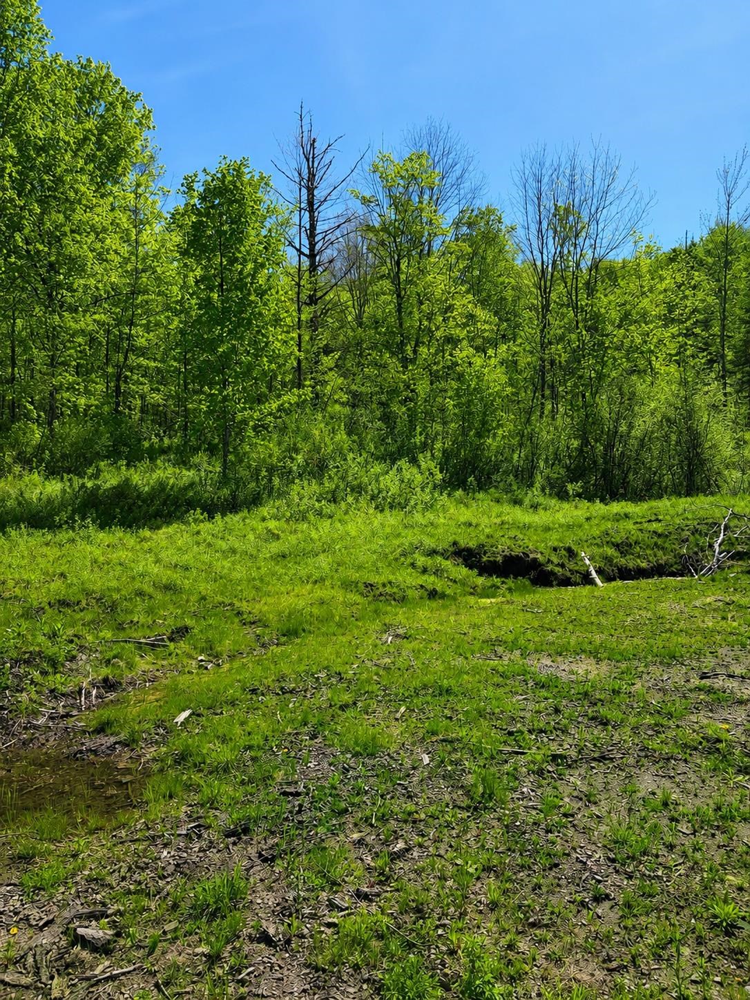 Woodbury VT&nbsp;Land for sale $68,000 | 7.13 Acres  | Price Per Acre $0 
