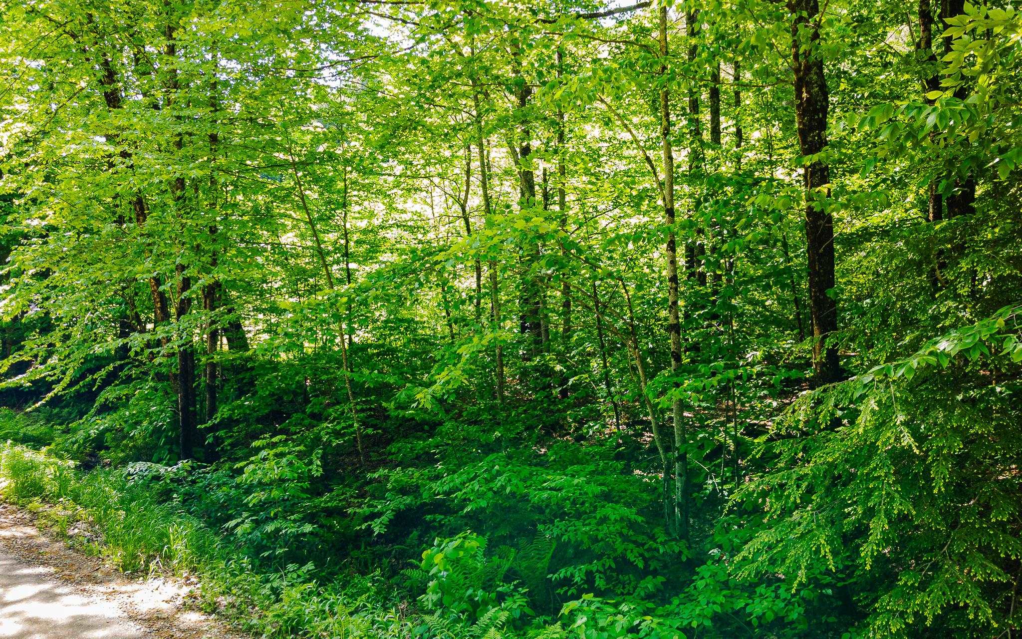 00 Camp Brook Rd, Alstead, NH 03602