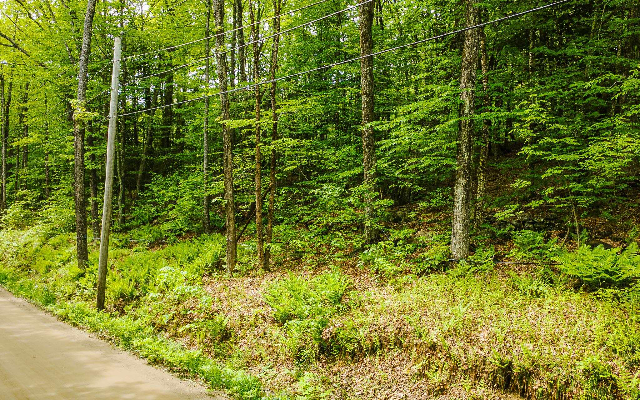 Lot 67 Camp Brook Rd, Alstead, NH 03602