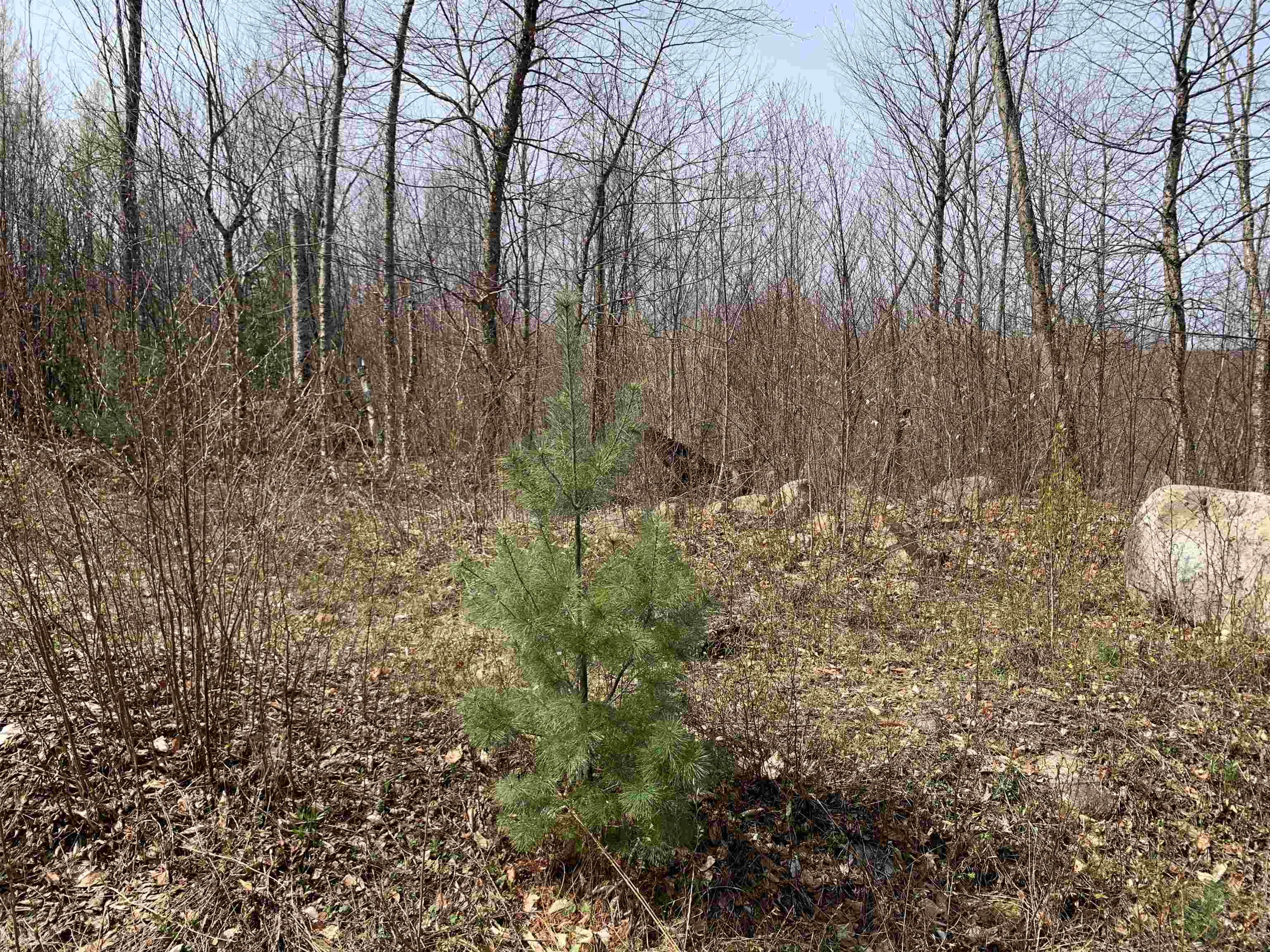 Lots 13 - 22.4 Washburn Rd, Columbia, NH 03576