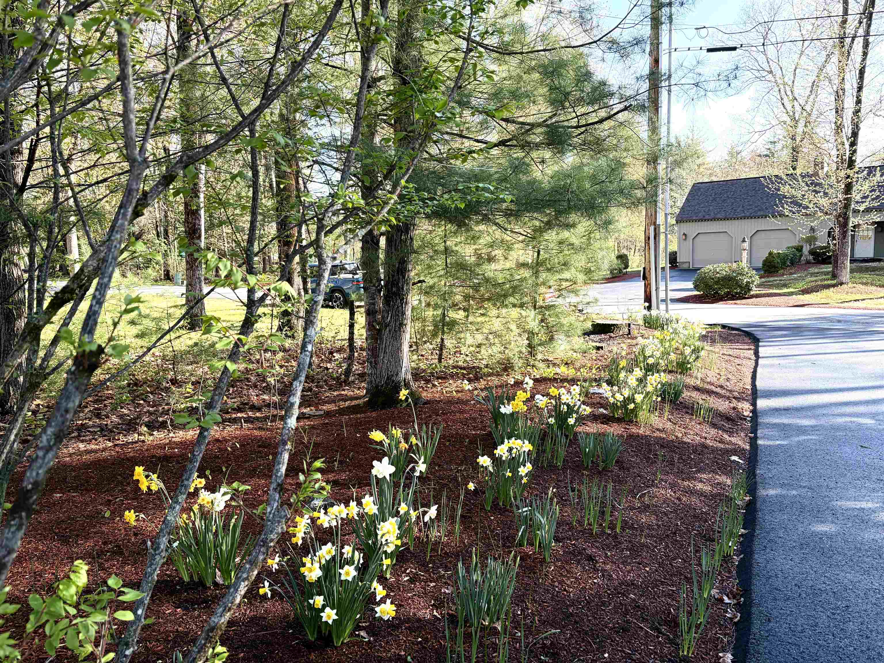 Beautiful Flowers dress the yard up...