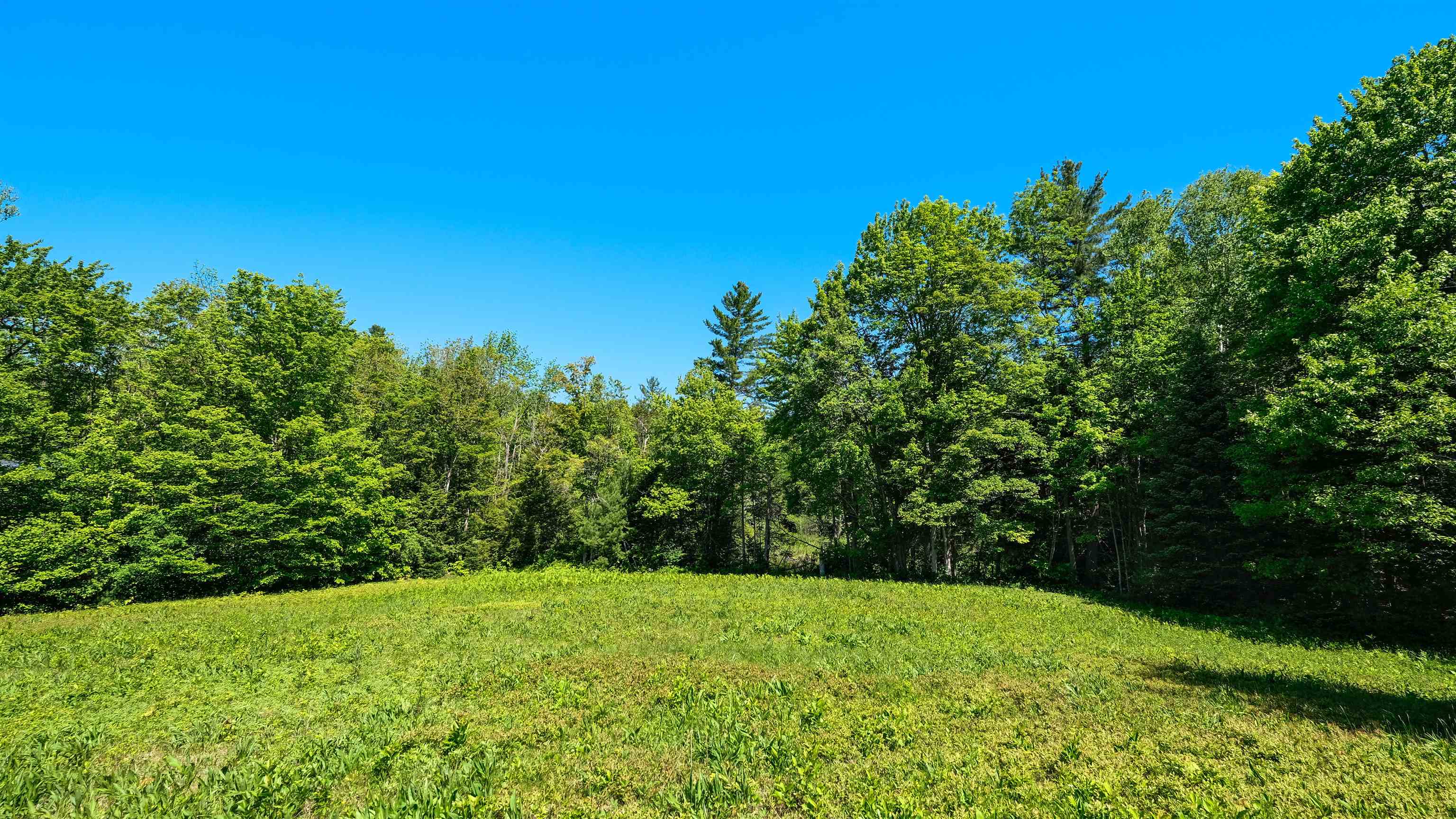 Wooded surroundings 25445601