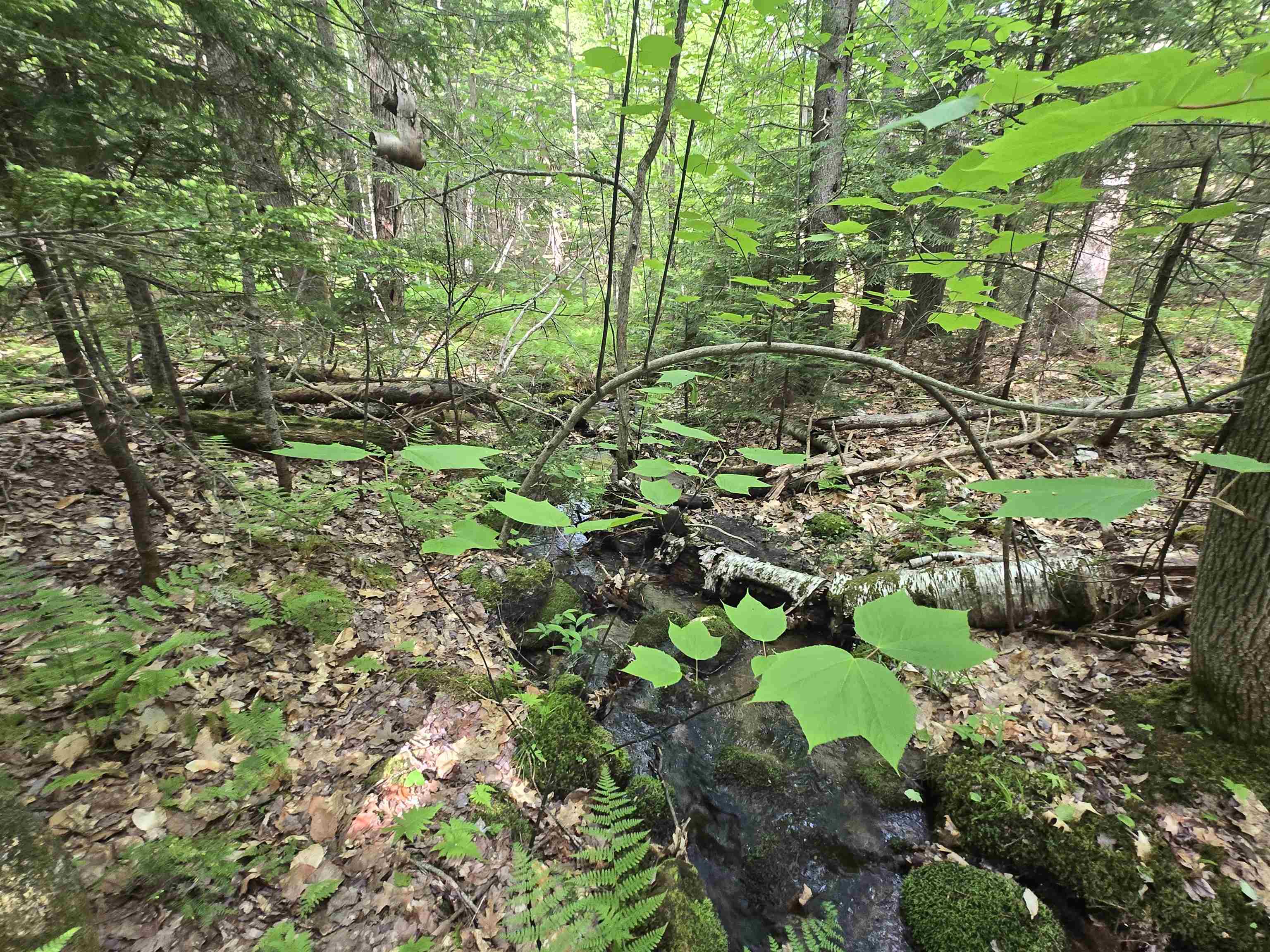 Thorn Hill Rd, Jackson, NH 03845