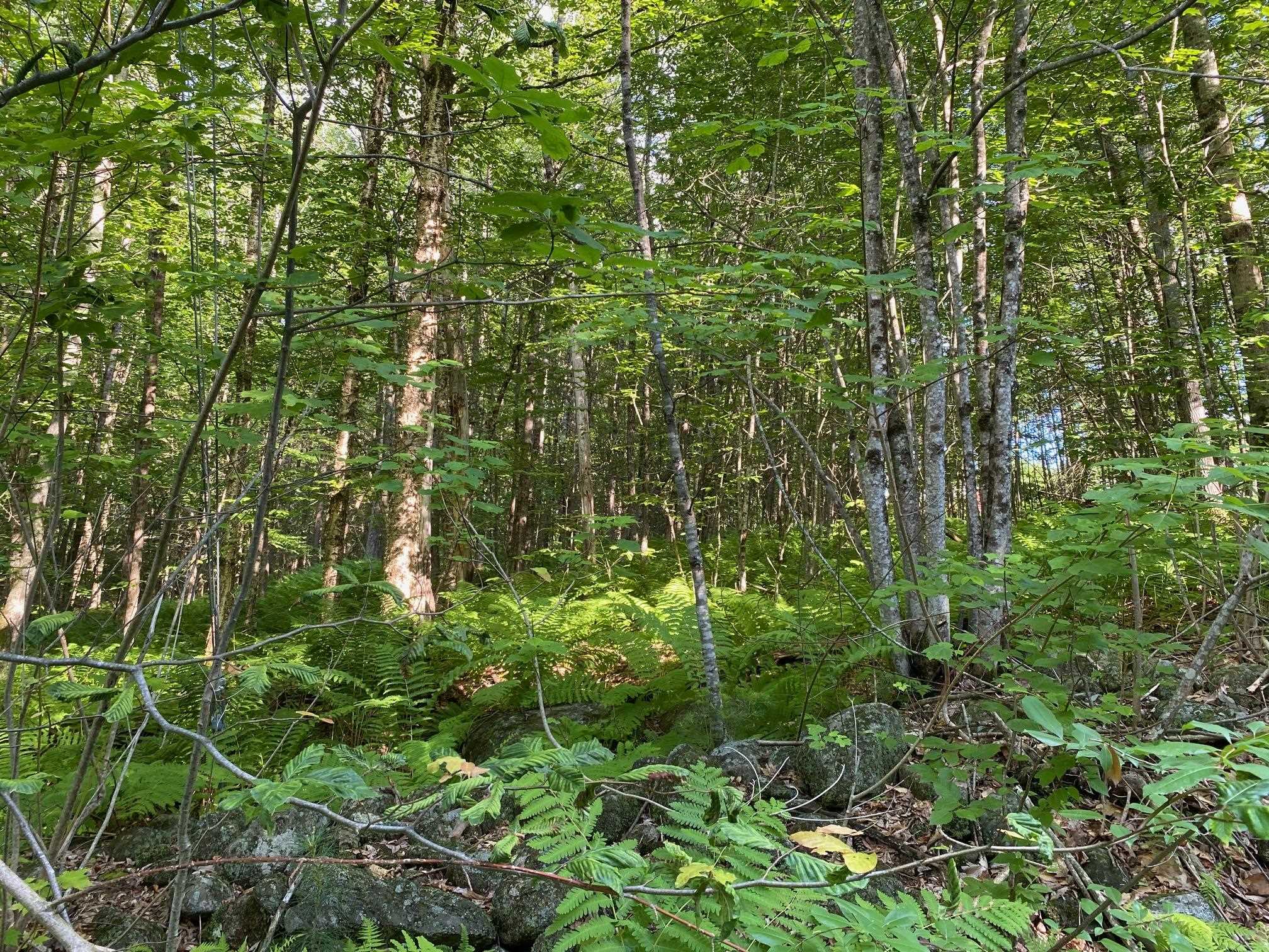 164 Lot 18-3 Mason Rd, Milton, NH 03851
