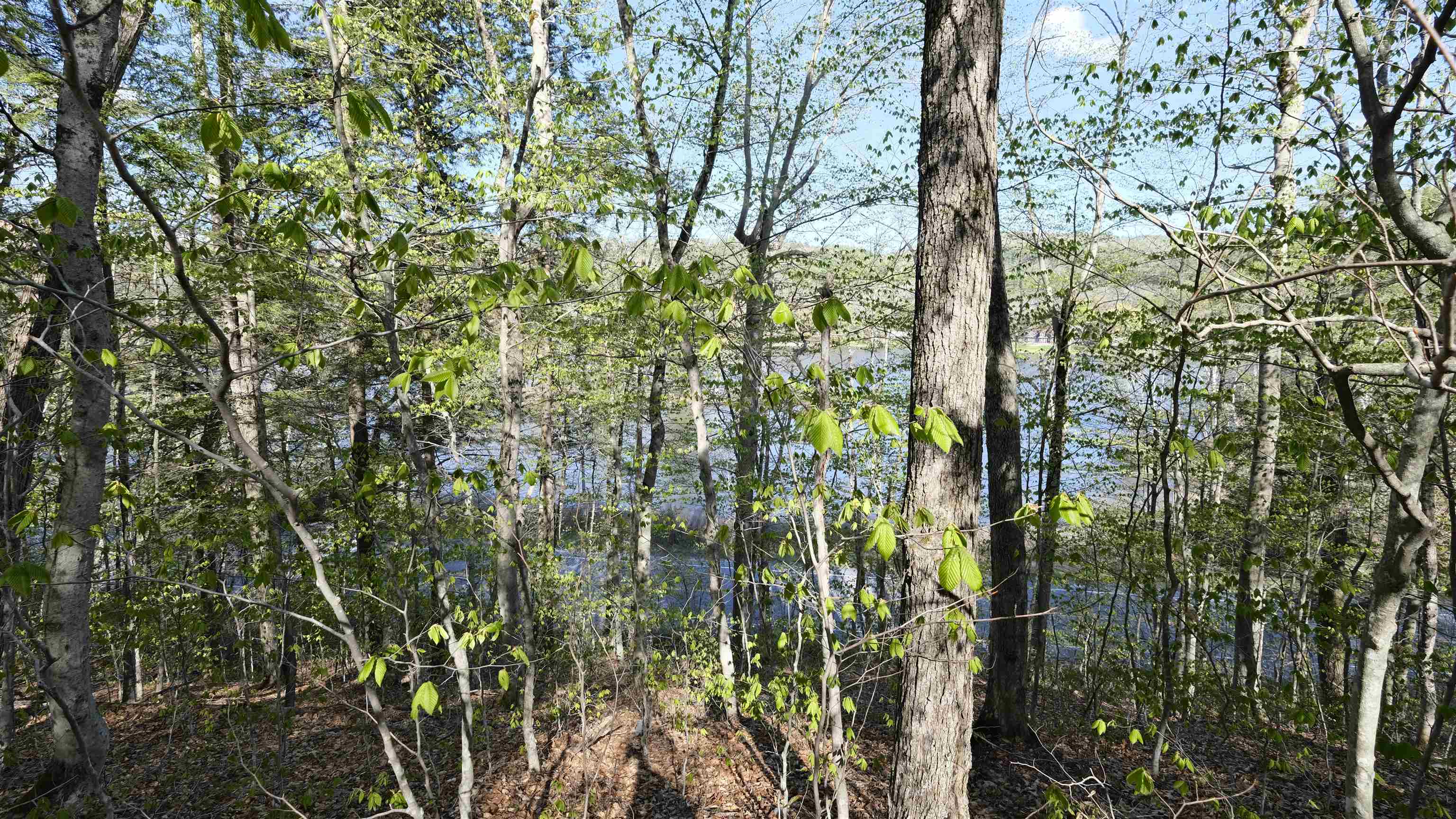 Partial views before any clearing