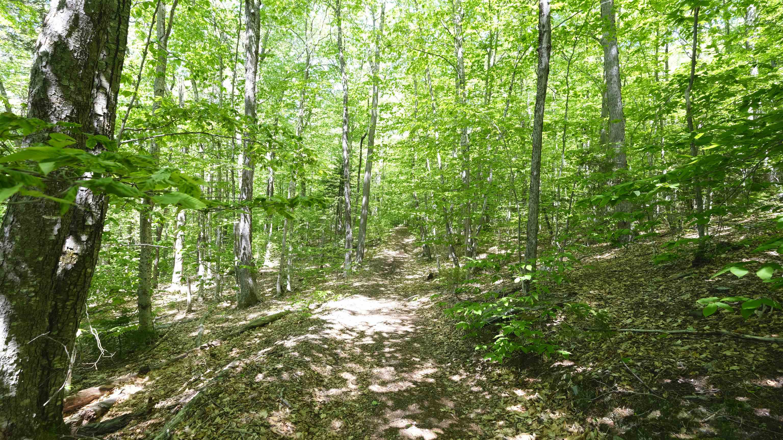Forrest trails everywhere