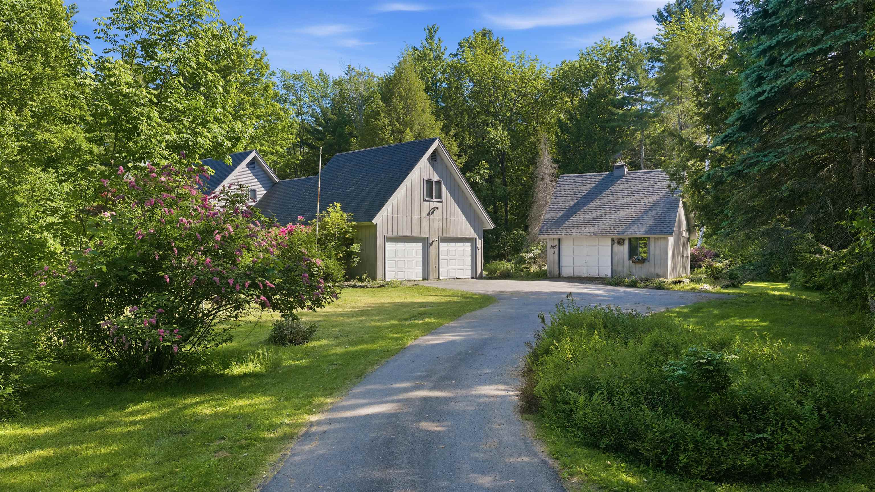Approach to home through paved driveway surrounded by mature lilac trees 25498034