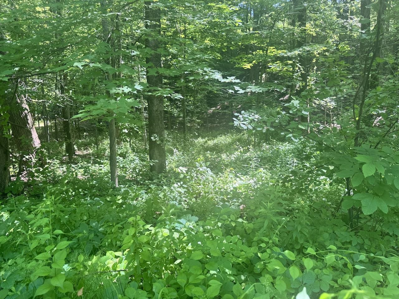 Younger Tree Growth