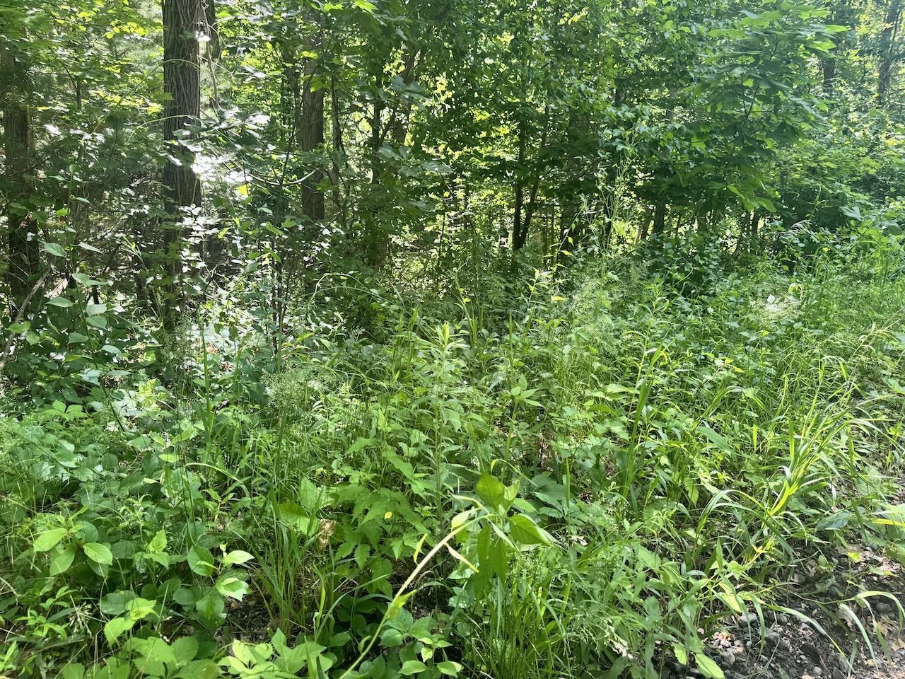 Low Growth By The Road