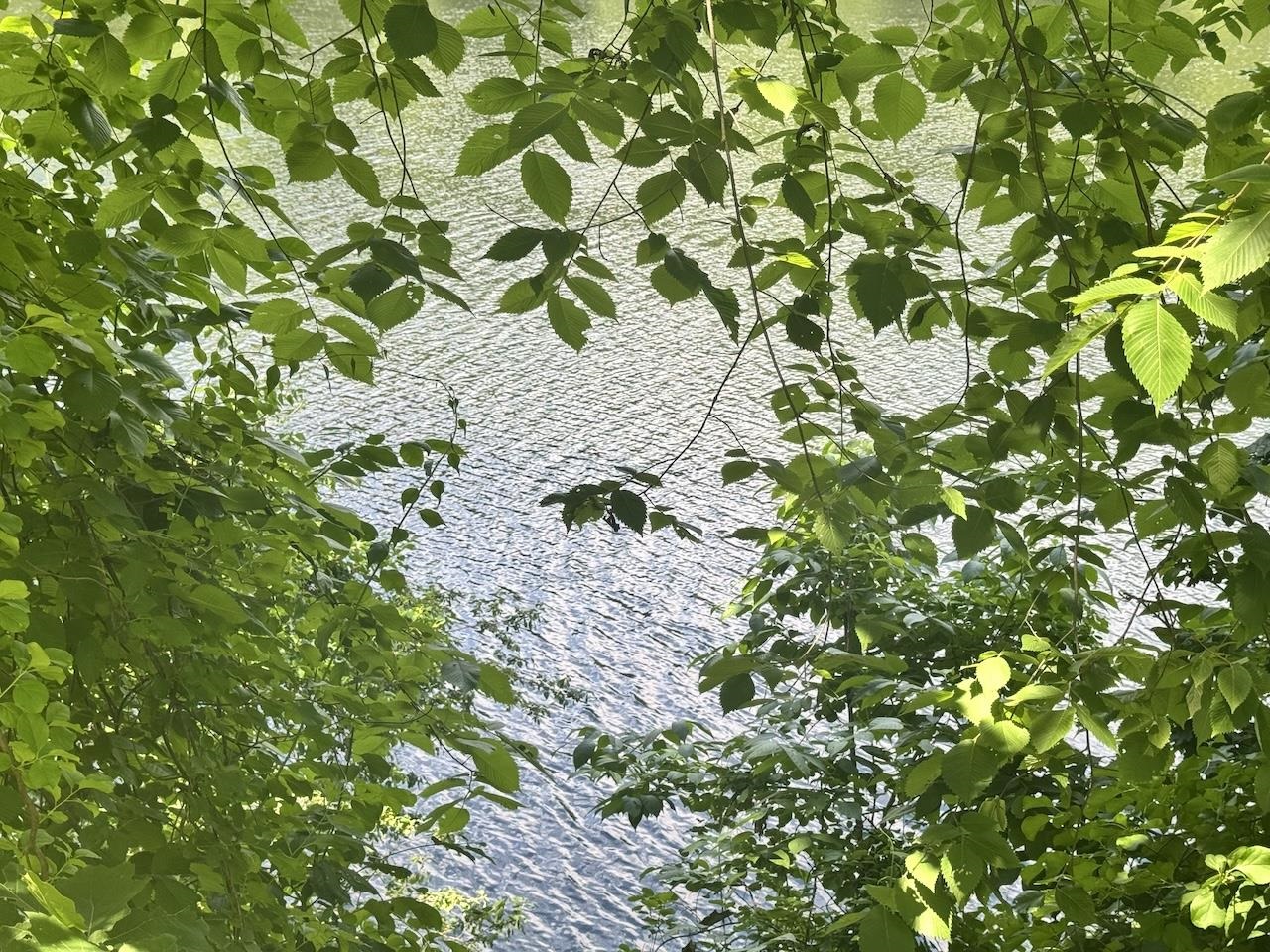 Tree Lined Bank