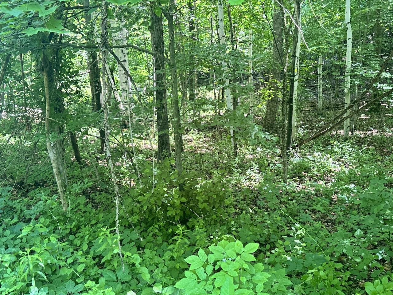 Mixture Of Trees